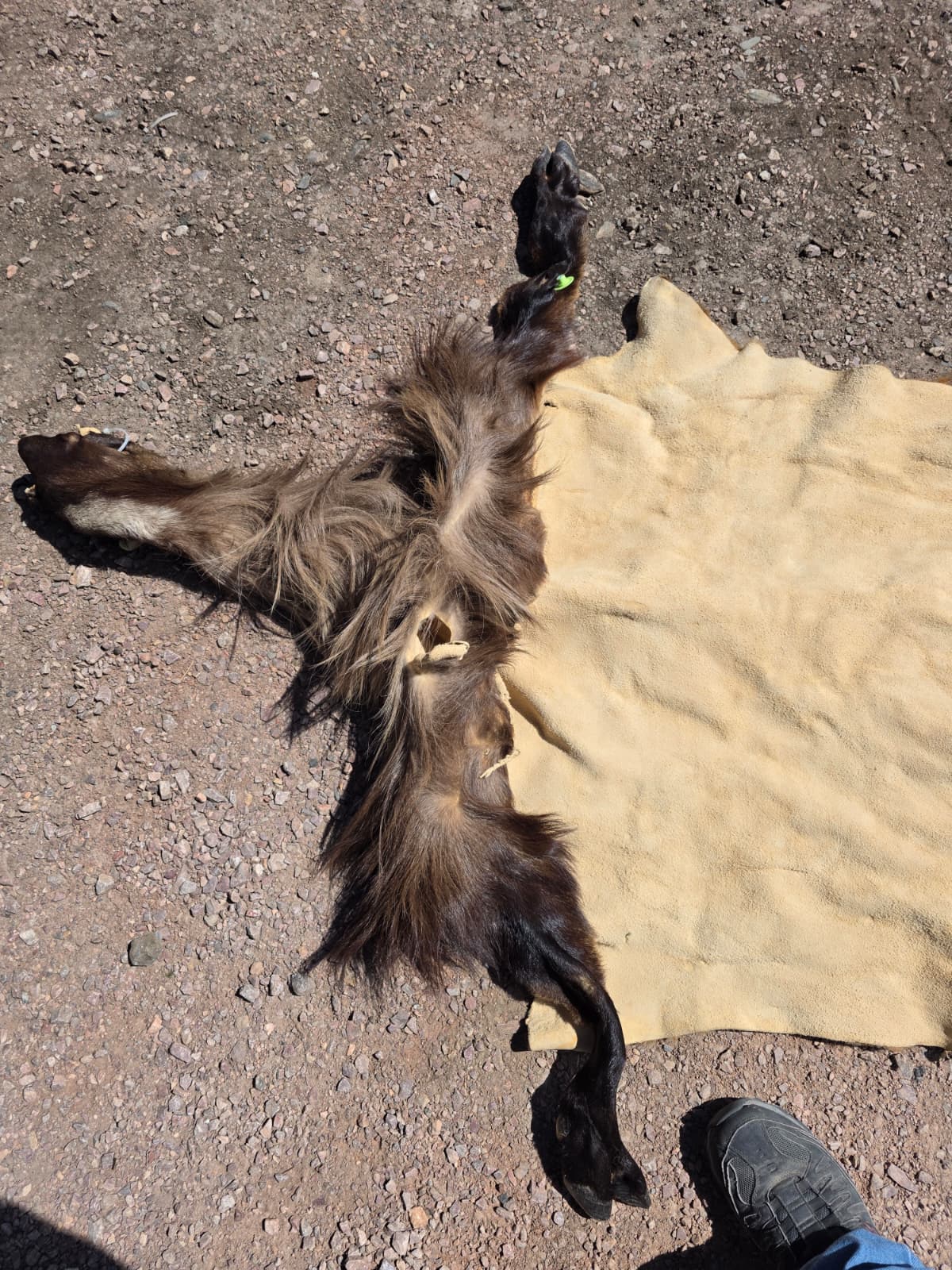 Jtv447 - Himalayan Tahr hide