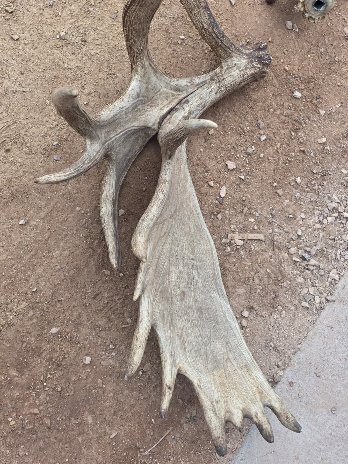 Fhcm82 - massive 63" Wide Double Main Beam Alaskan Moose Shoulder Mount Taxidermy