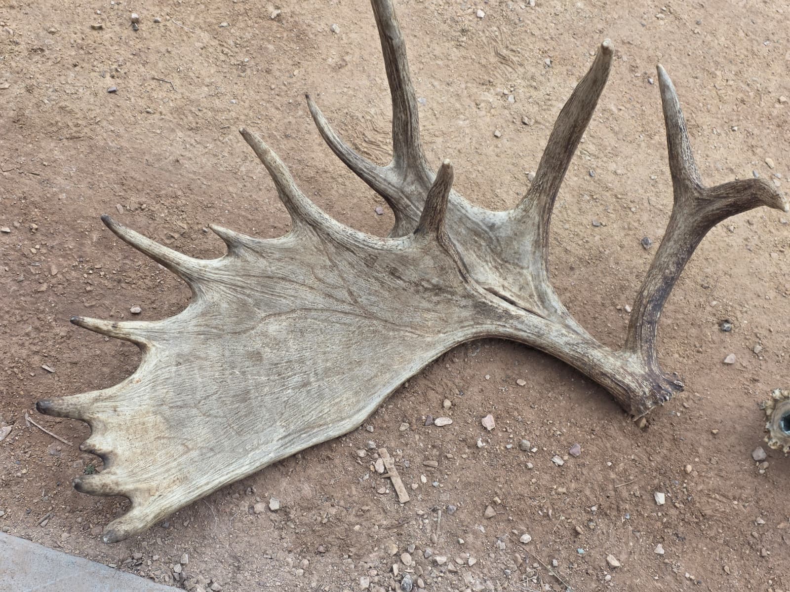 Fhcm82 - massive 63" Wide Double Main Beam Alaskan Moose Shoulder Mount Taxidermy