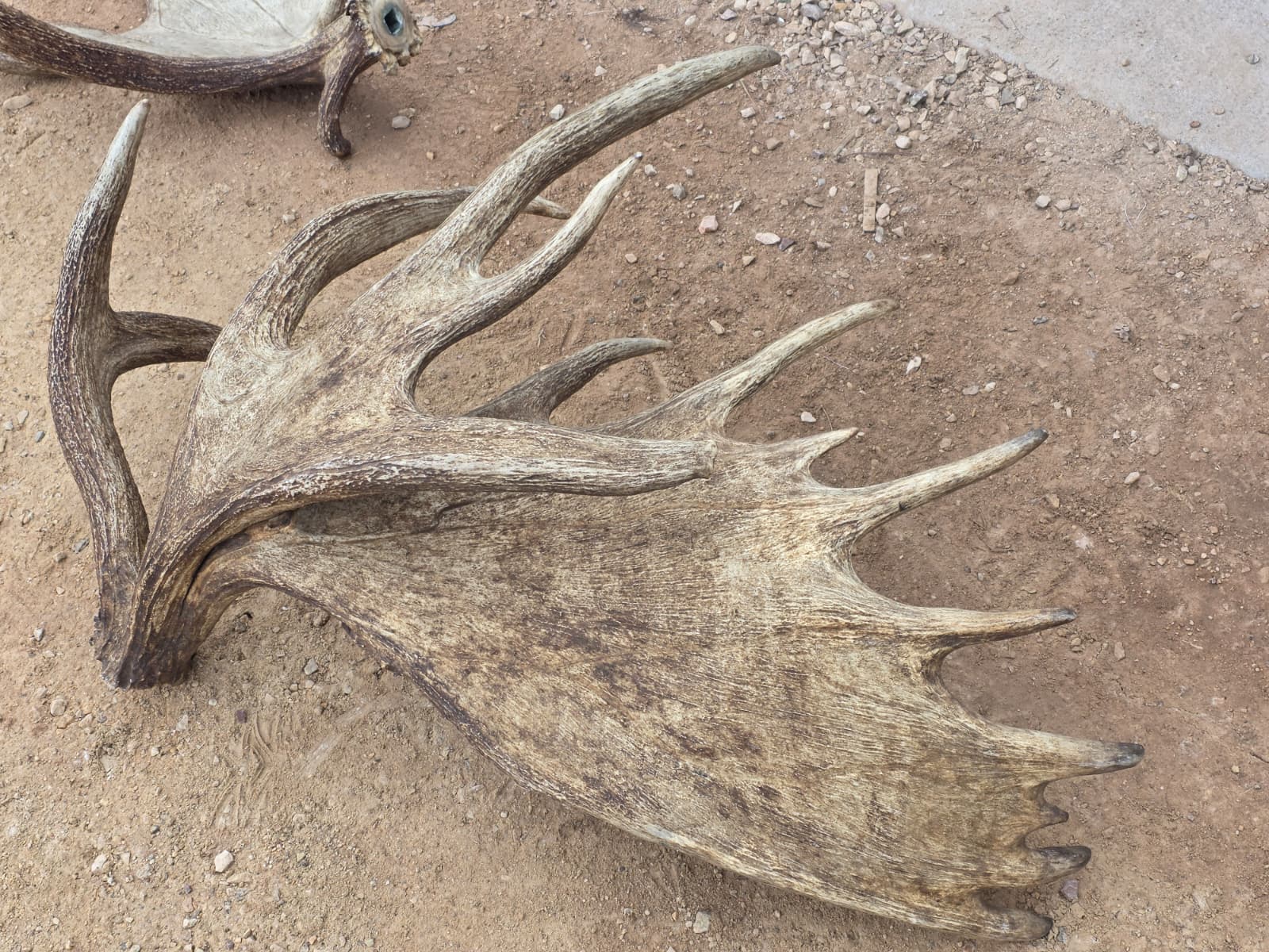 Fhcm82 - massive 63" Wide Double Main Beam Alaskan Moose Shoulder Mount Taxidermy