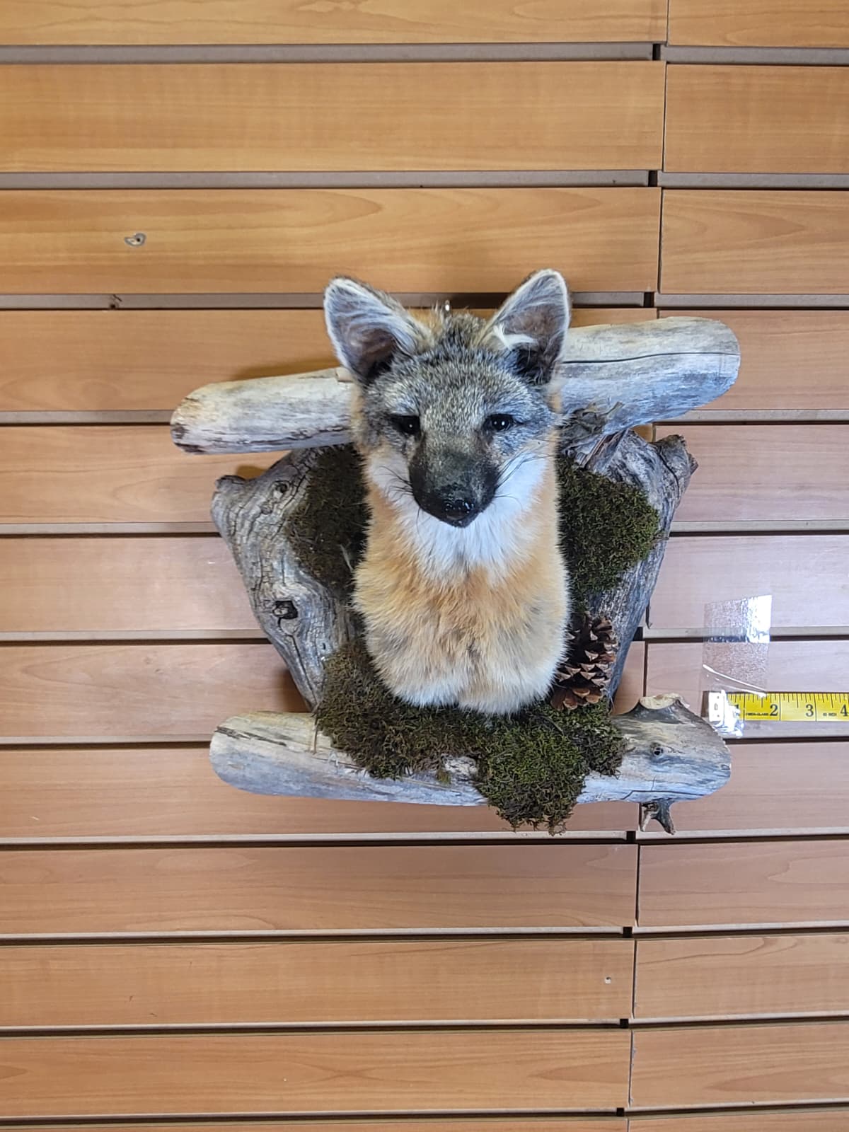 FHGF300 - Gray Fox – Taxidermy Mount