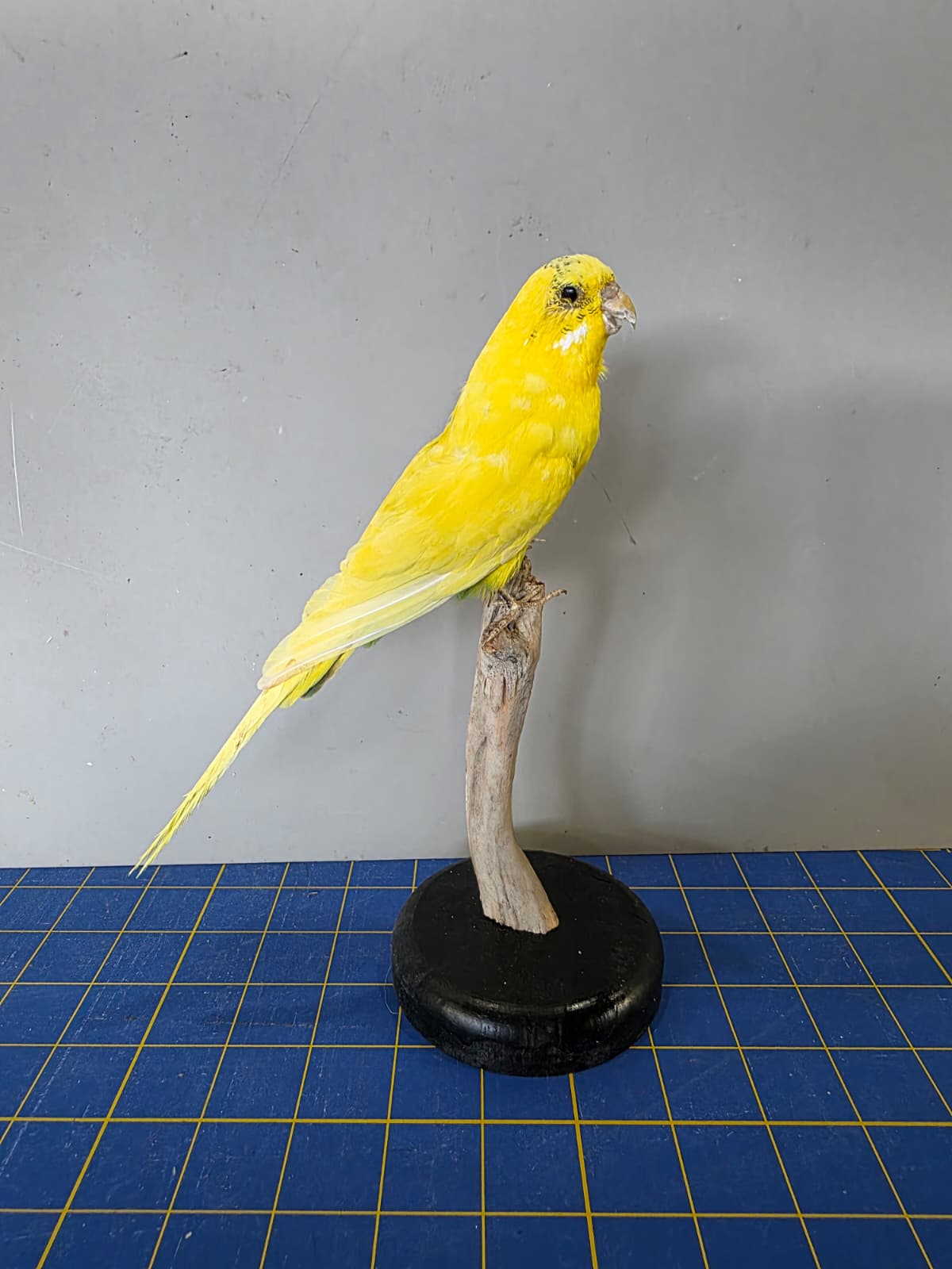 Fhyen7 - Yellow & Green Parakeet Taxidermy Mount – Vibrant Natural Display