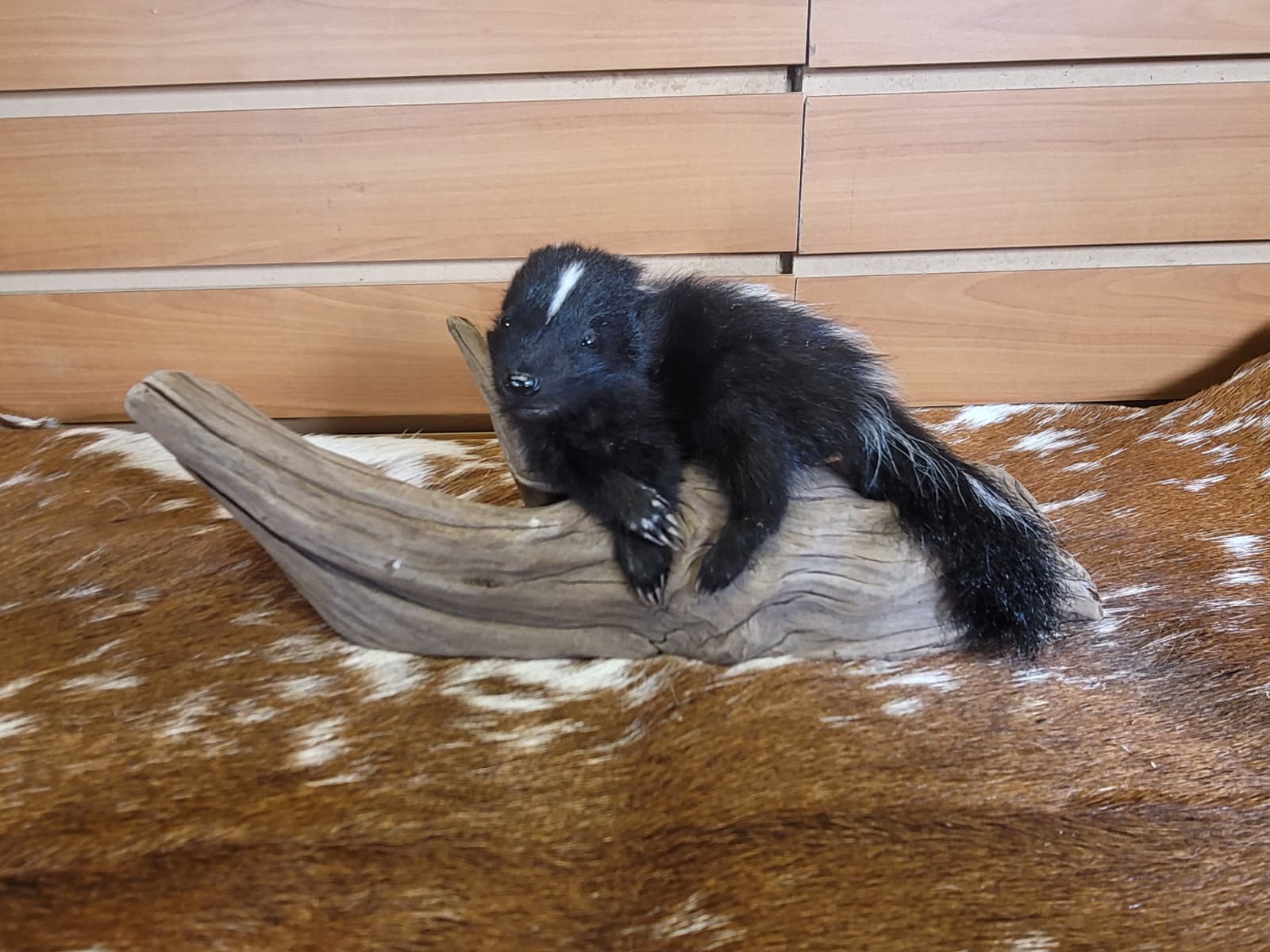 FHSKU309 - Full-Body baby Skunk Taxidermy Mount