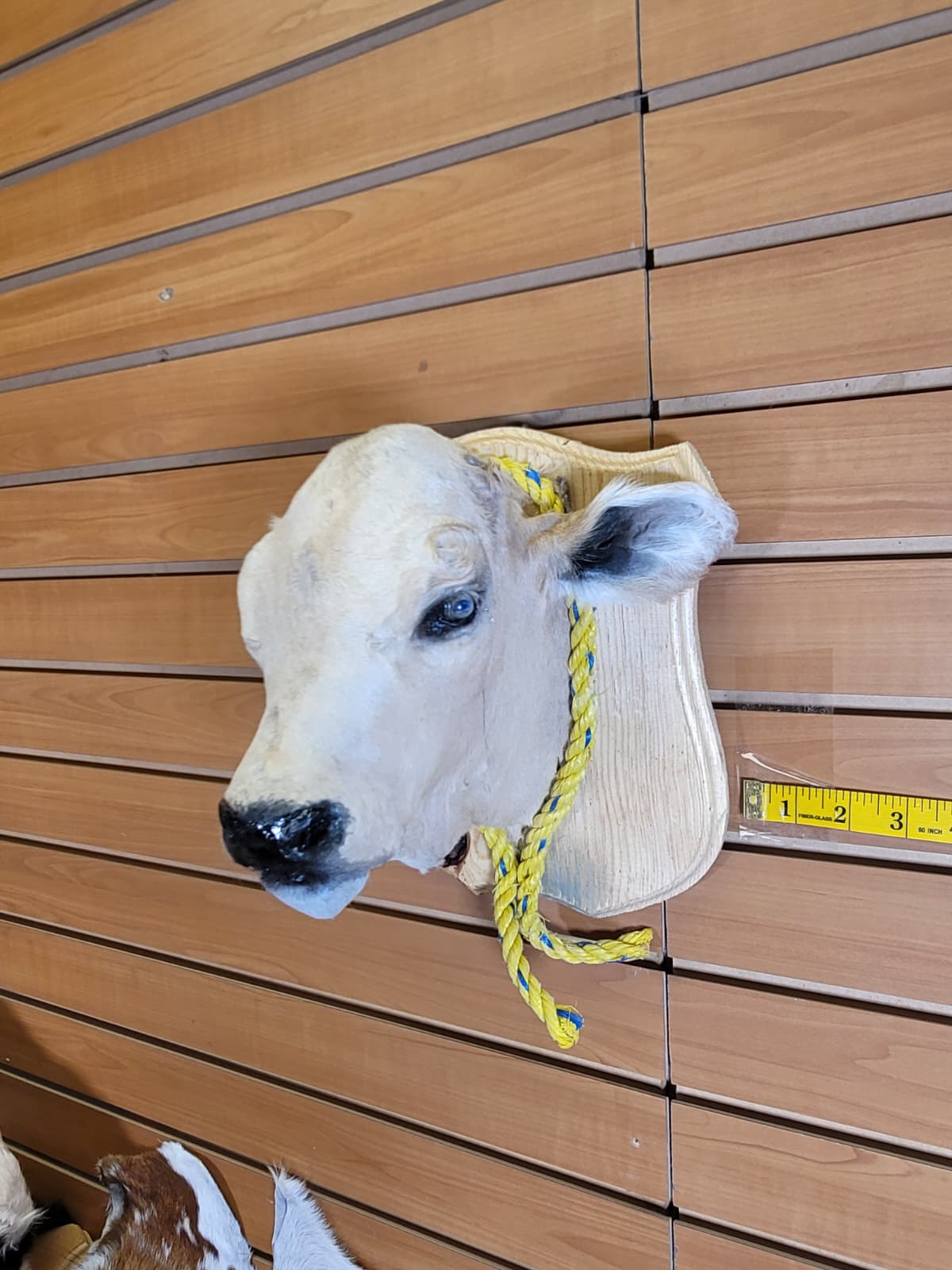 FHCOW304 - Mounted Calf Head – Taxidermy