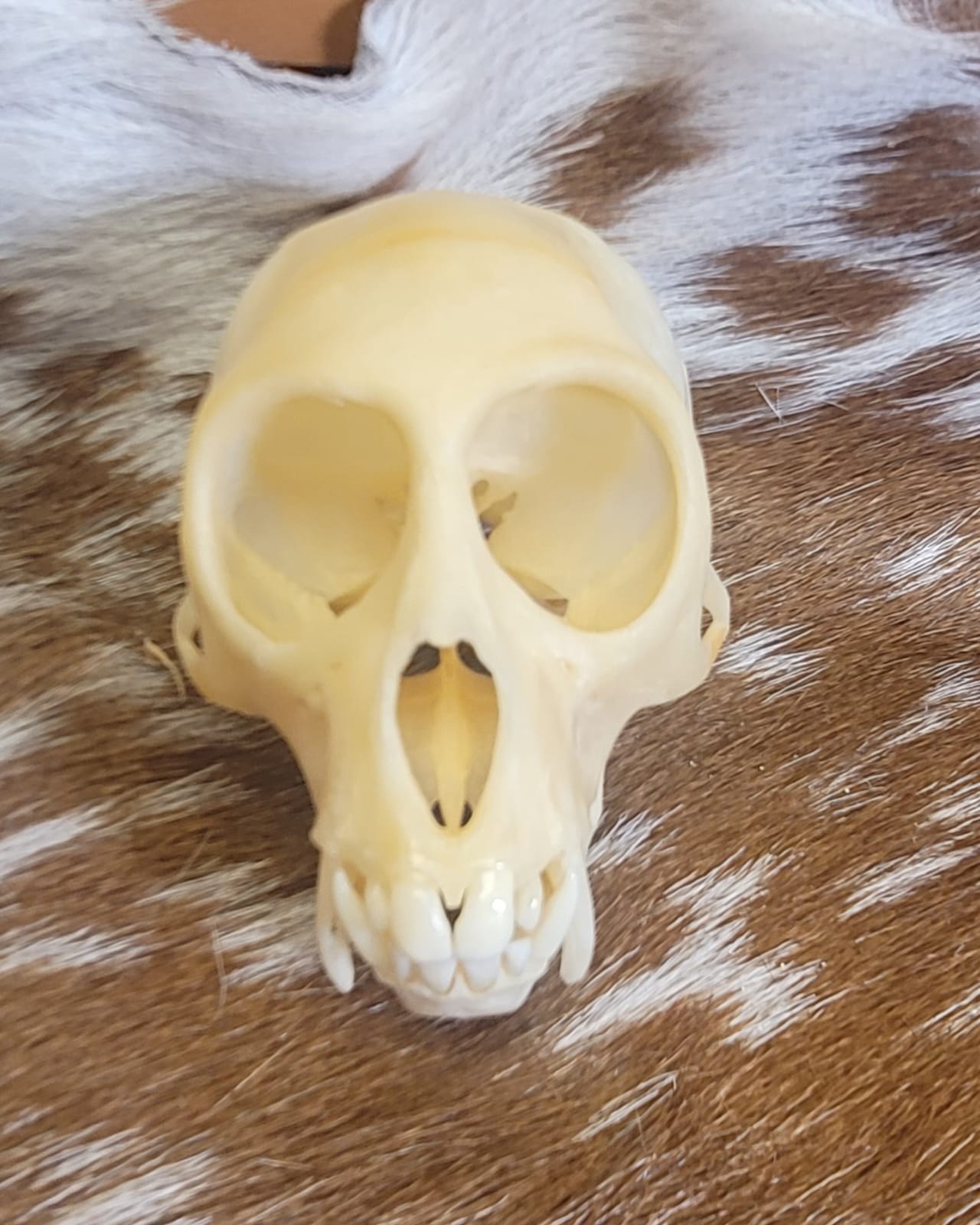 FHPS301 - Tufted Capuchin real monkey skull