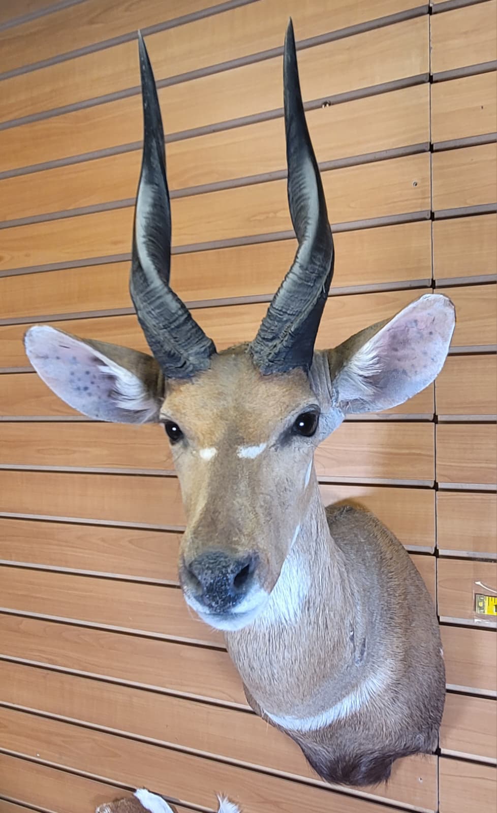 FHFF301 - Bushbuck Head – Taxidermy Mount