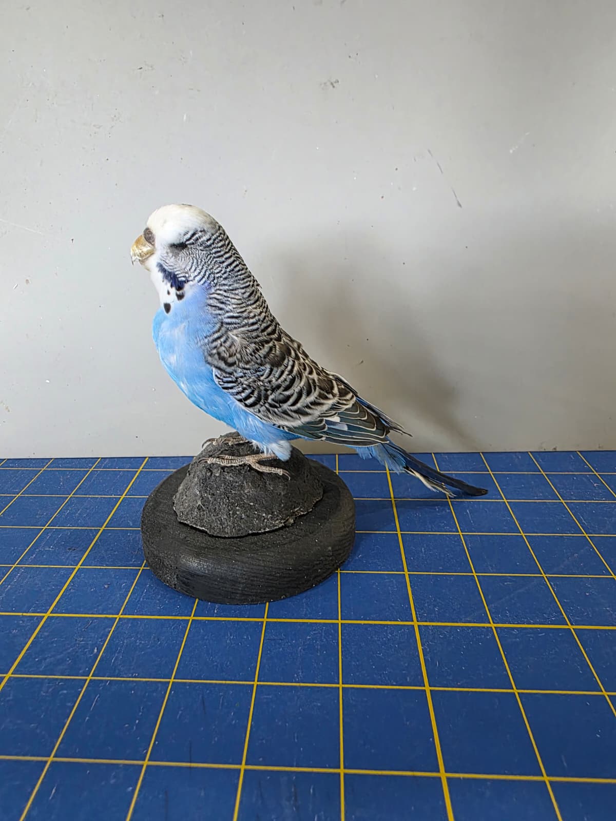 Fhyen3 - Blue Parakeet Taxidermy Mount – Natural Rock Display