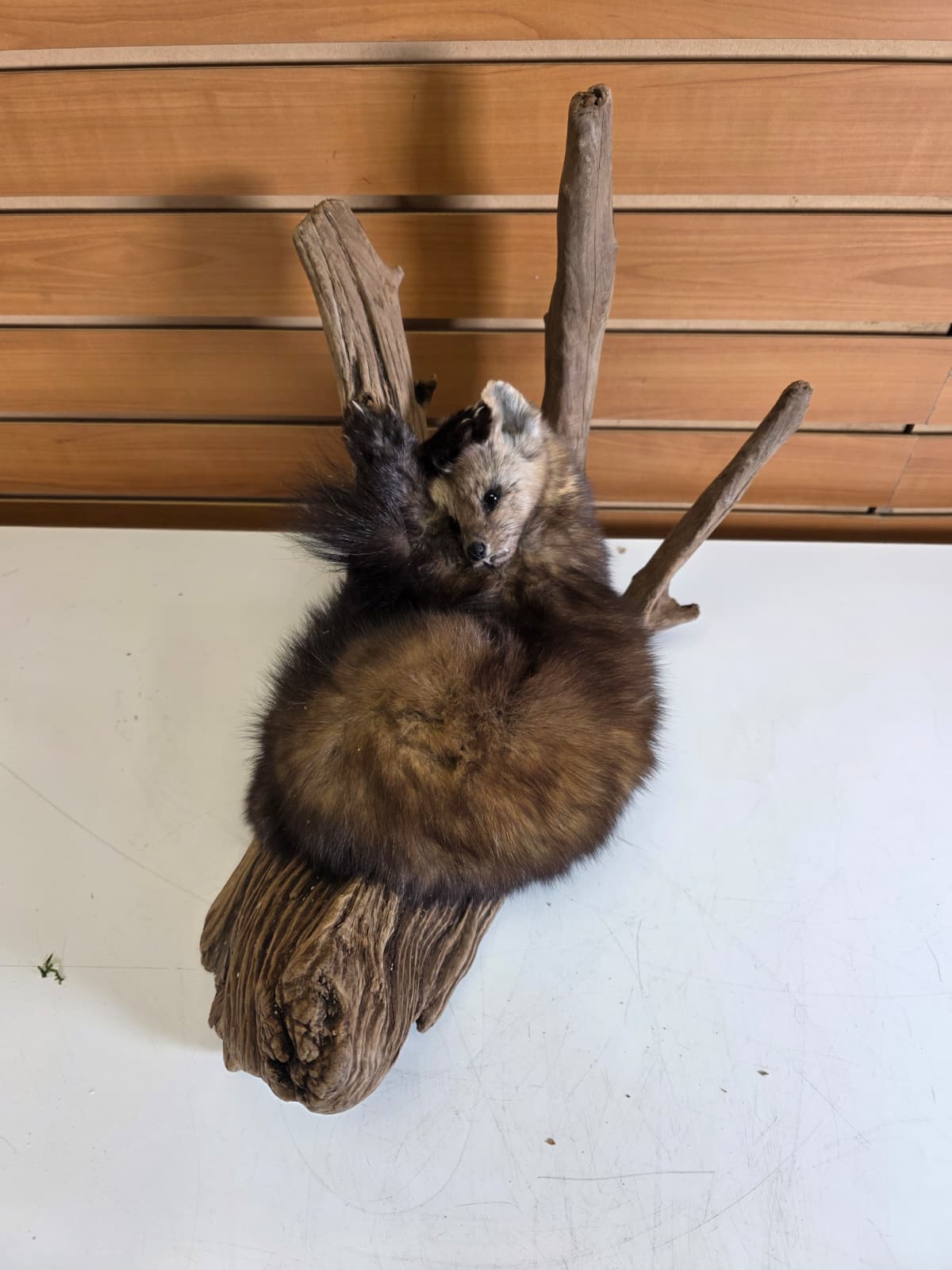 Fhck155 - Taxidermy Marten full body mount