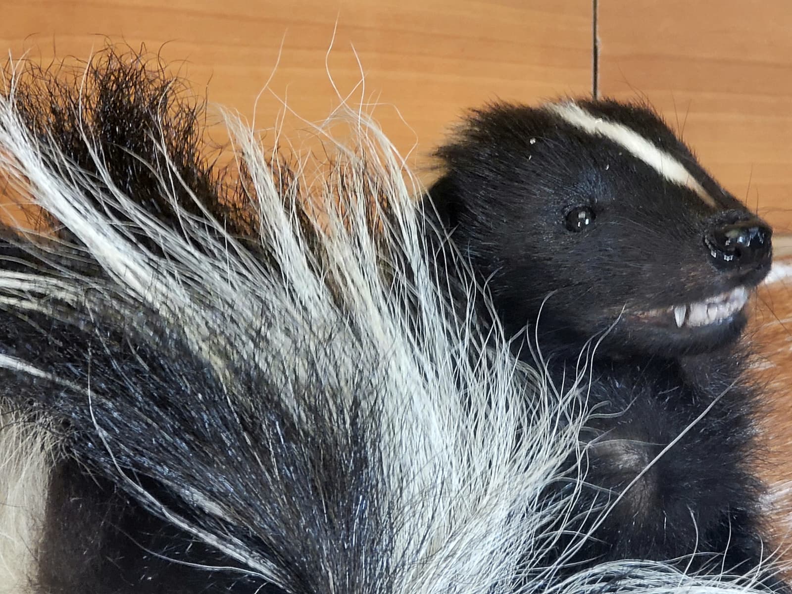 FHSKU315 - Full-Body baby Skunk Taxidermy Mount