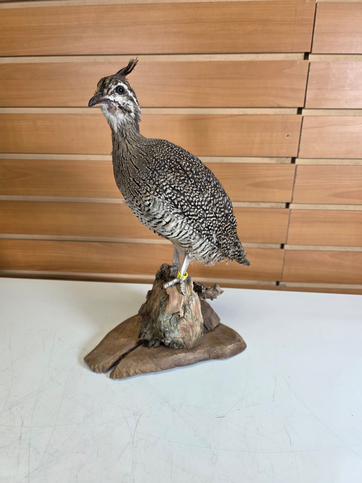 Jtv311 - Crested Tinamou – Taxidermy Mount