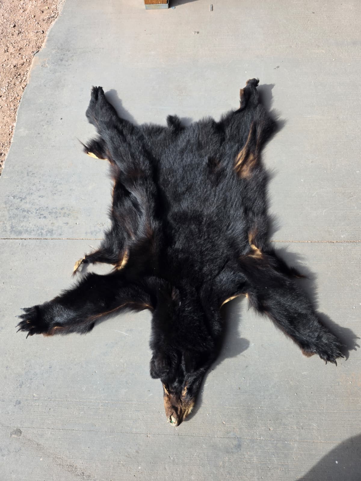 jtv320 - Black Bear Rug – Authentic Taxidermy Decor