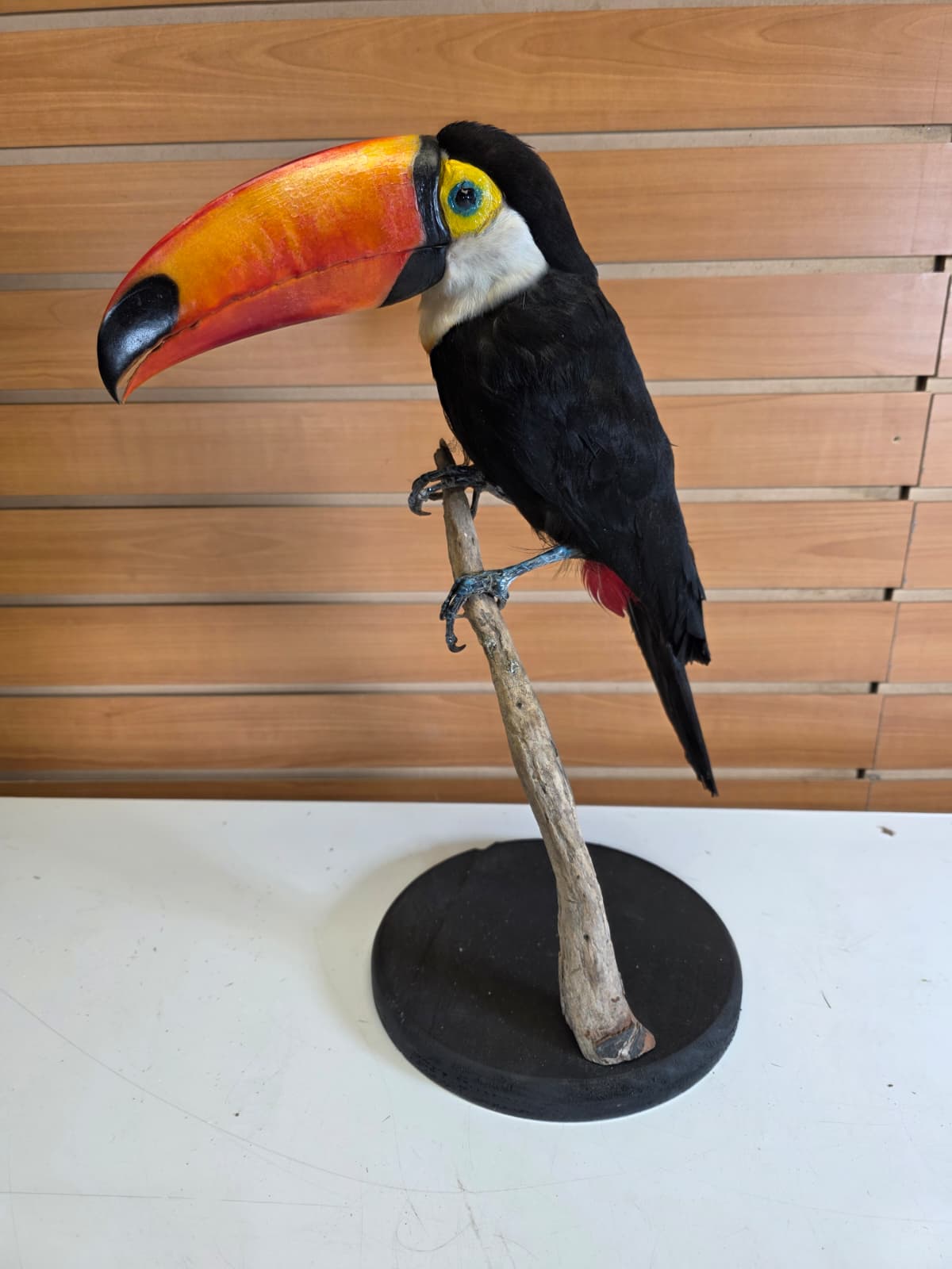 FHAB30 - Taxidermy Toco Toucan