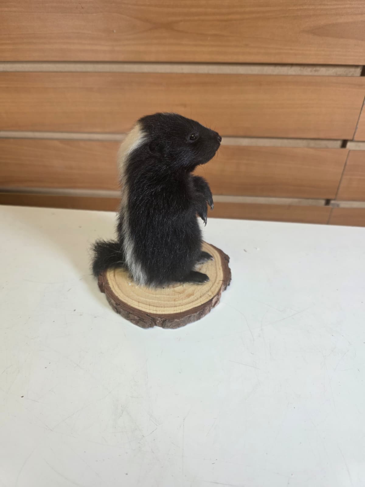 FHCK144 - baby skunk taxidermy mount