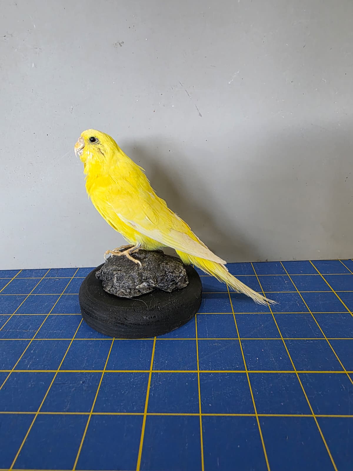 Fhyen6 - Yellow Parakeet Taxidermy Mount – Bright Natural Display
