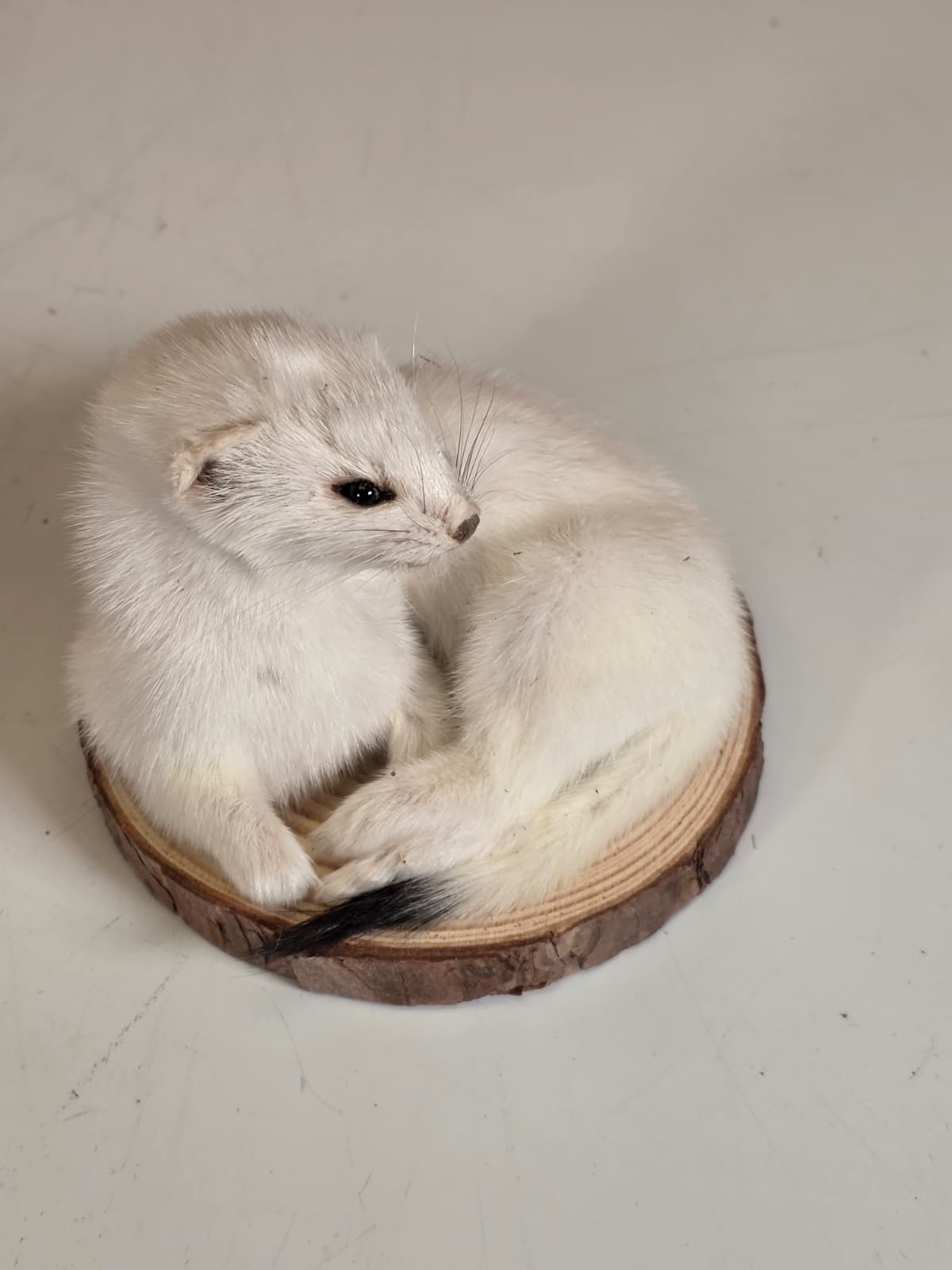 Fhck165 - Beautiful Adorable Weasel Ermine Small Animal Taxidermy