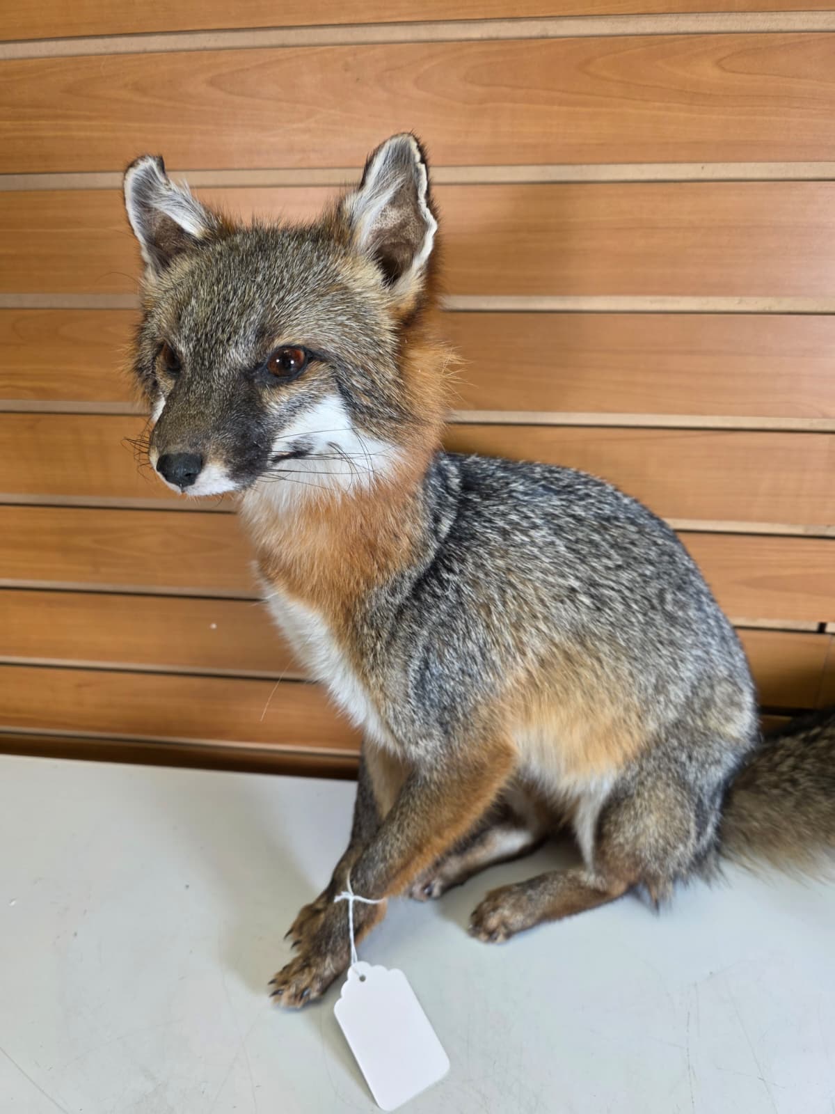 FHfox2 - Grey Fox Taxidermy Mount – Natural Wildlife Display