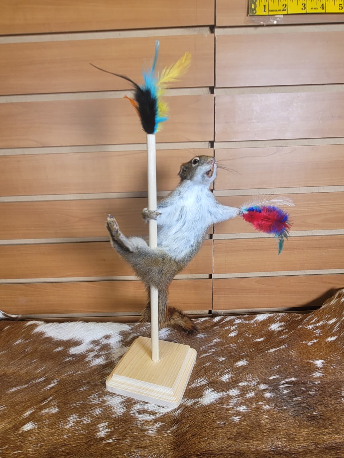 FHSQ303 - Stripping American Red Squirrel Taxidermy Mount