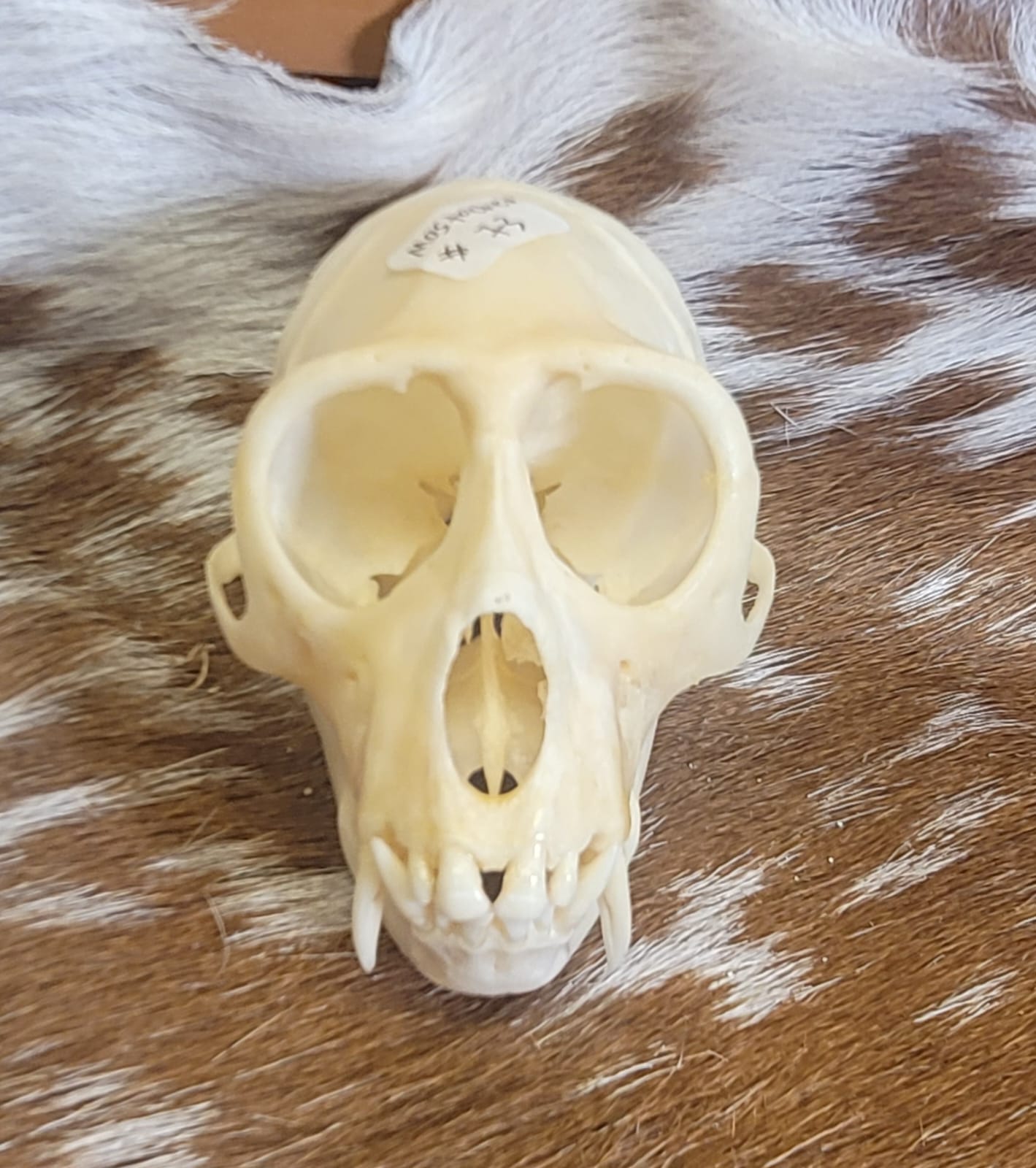 FHPS300 - Tufted Capuchin real monkey skull