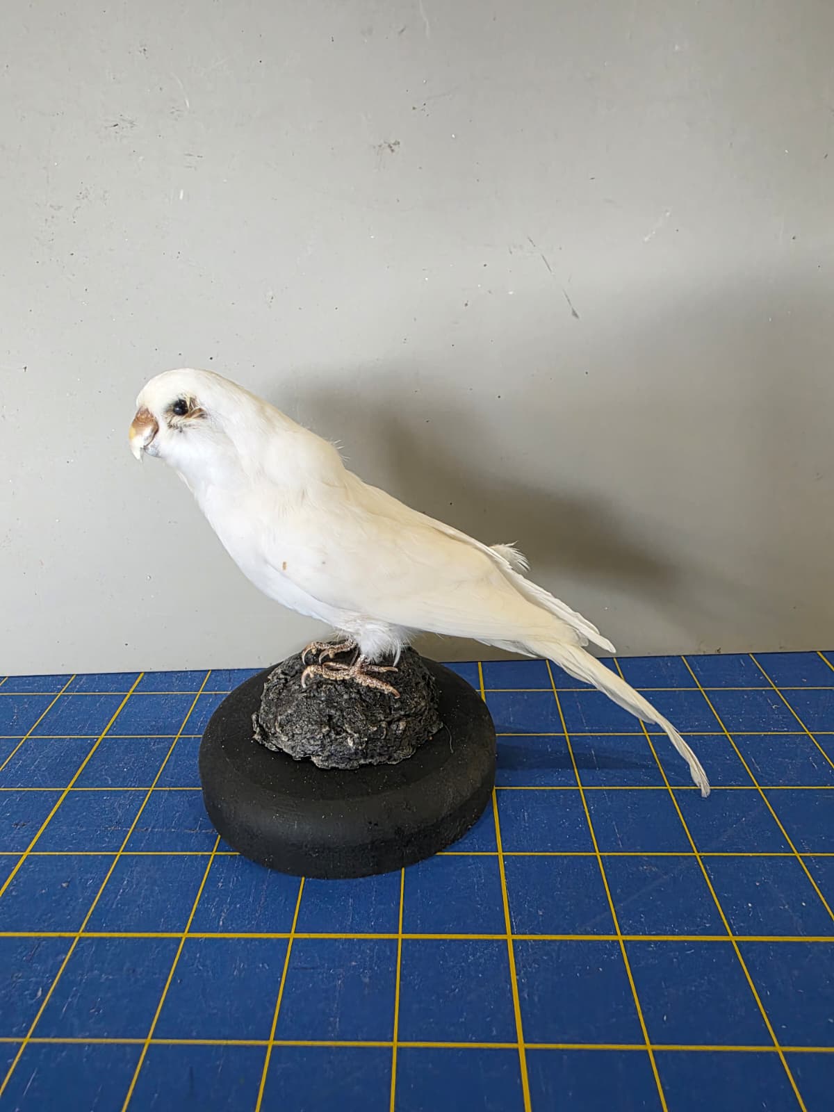 Fhyen5 - White Parakeet Taxidermy Mount – Elegant Natural Display