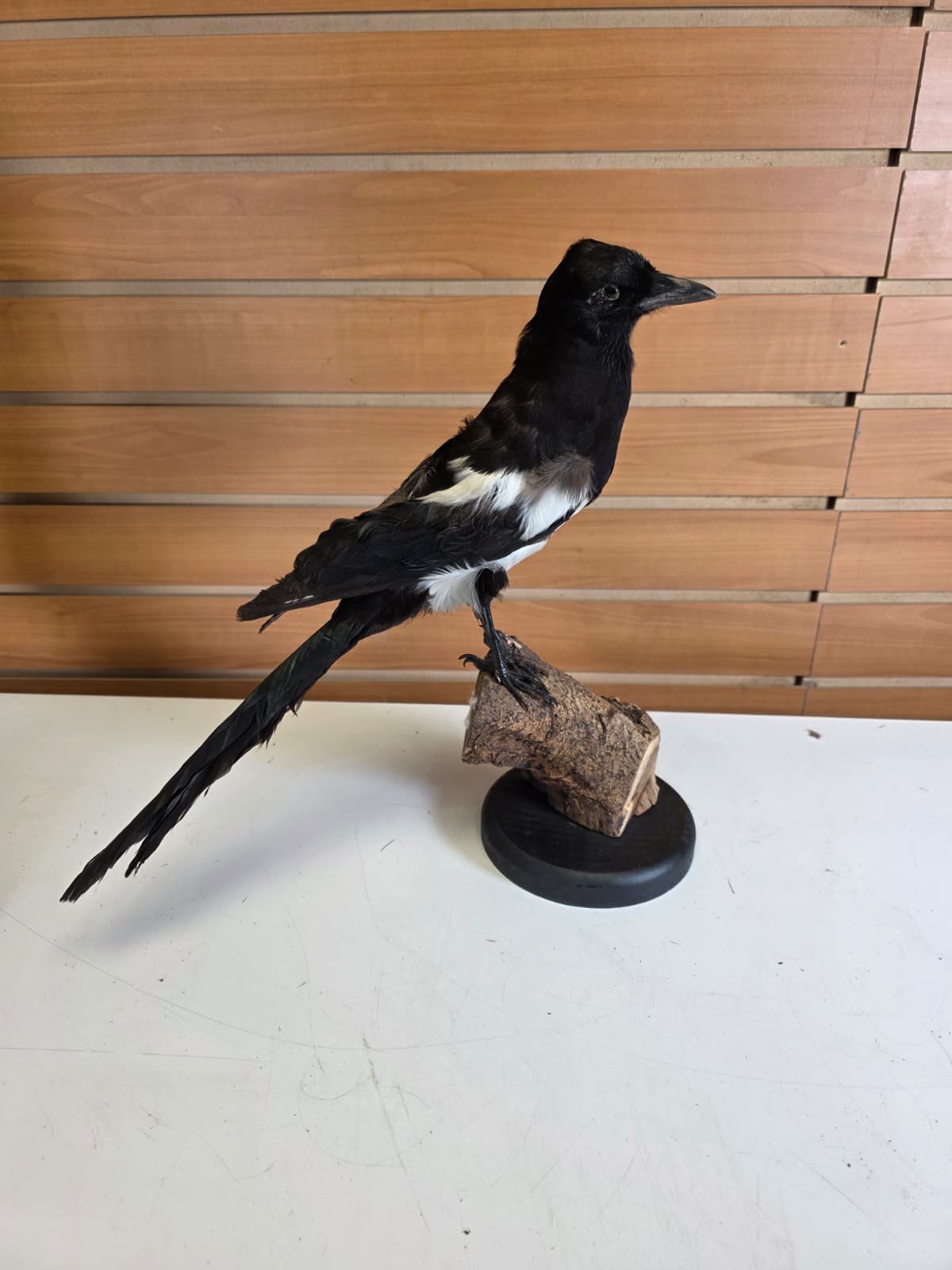 SPLL11 - Taxidermy Eurasian Magpie