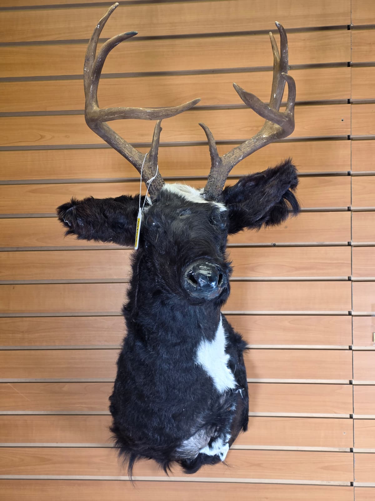 Jtv115 - Replica Deer/Elk Head – Taxidermy Mount with Large Branched Antlers