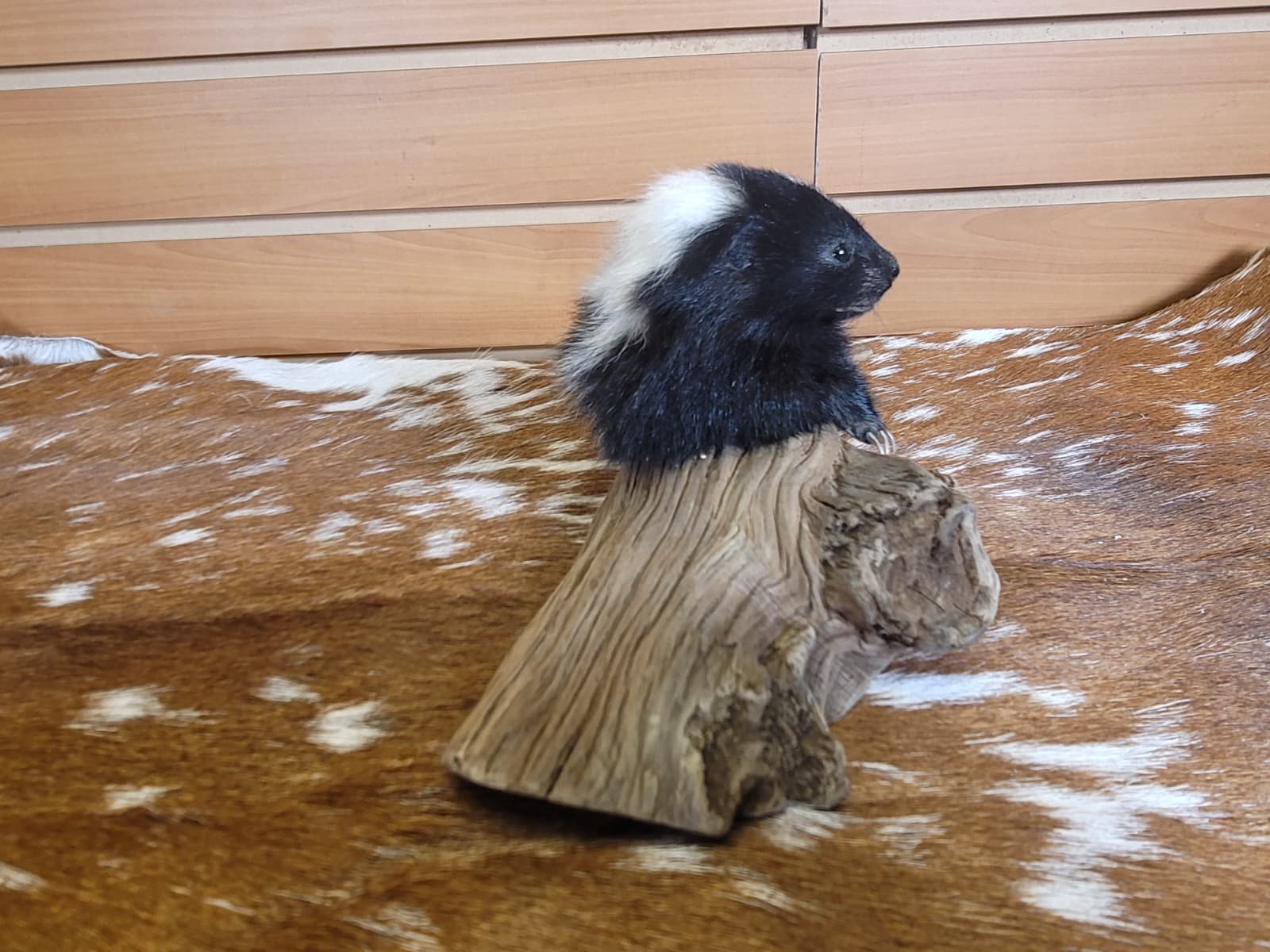 FHSKU314 - Full-Body baby Skunk Taxidermy Mount