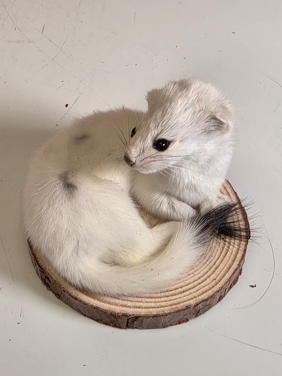 Fhck161 - Beautiful Adorable Weasel Ermine Small Animal Taxidermy