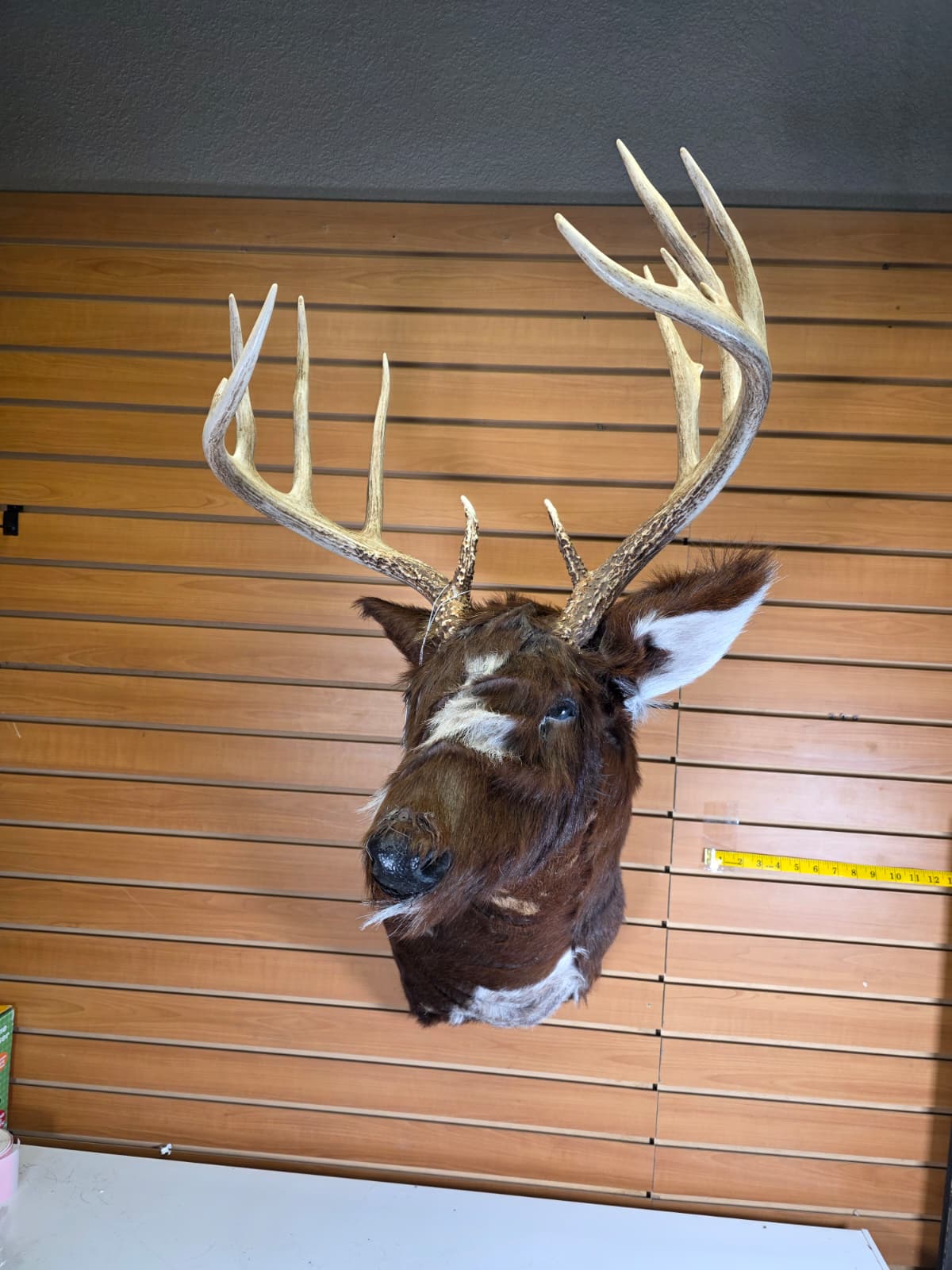 Jtv112 - replica-Tailed Deer – Taxidermy Mount