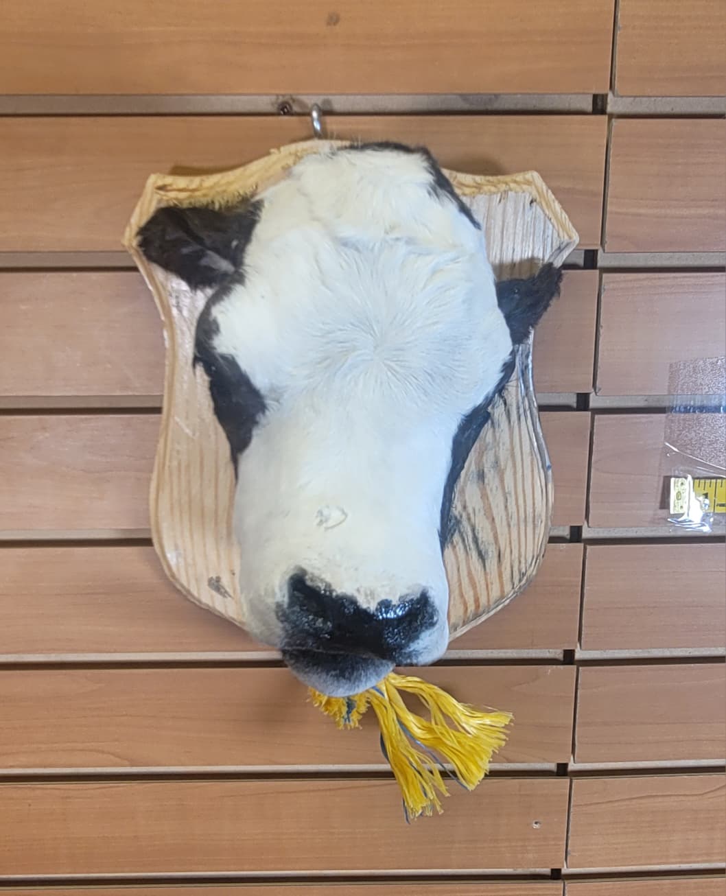 FHCOW311 - Mounted Calf Head – Taxidermy