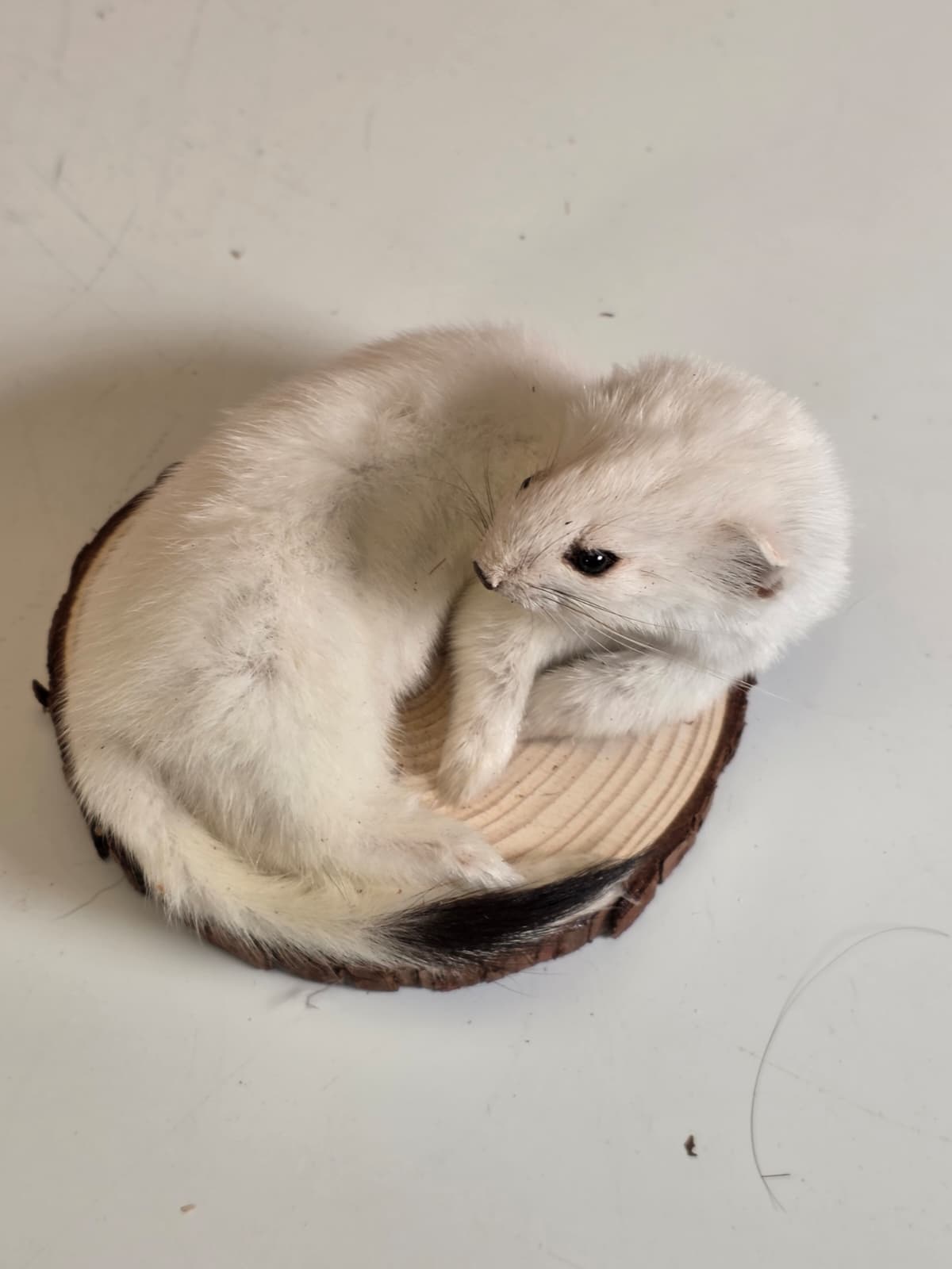 Fhck164 - Beautiful Adorable Weasel Ermine Small Animal Taxidermy