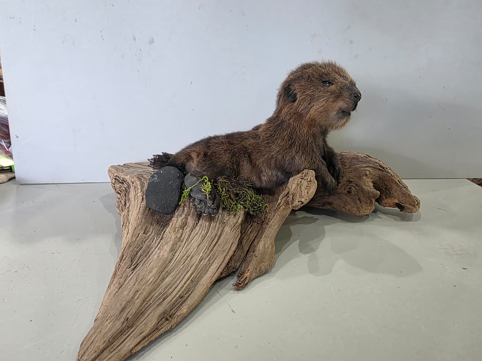 Fhck166 - Baby Beaver Taxidermy Mount – Lifelike Woodland Display