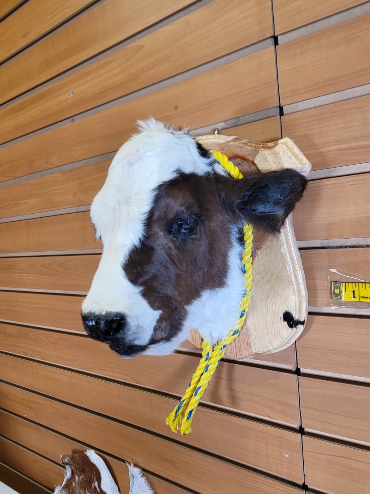 FHCOW305 - Mounted Calf Head – Taxidermy