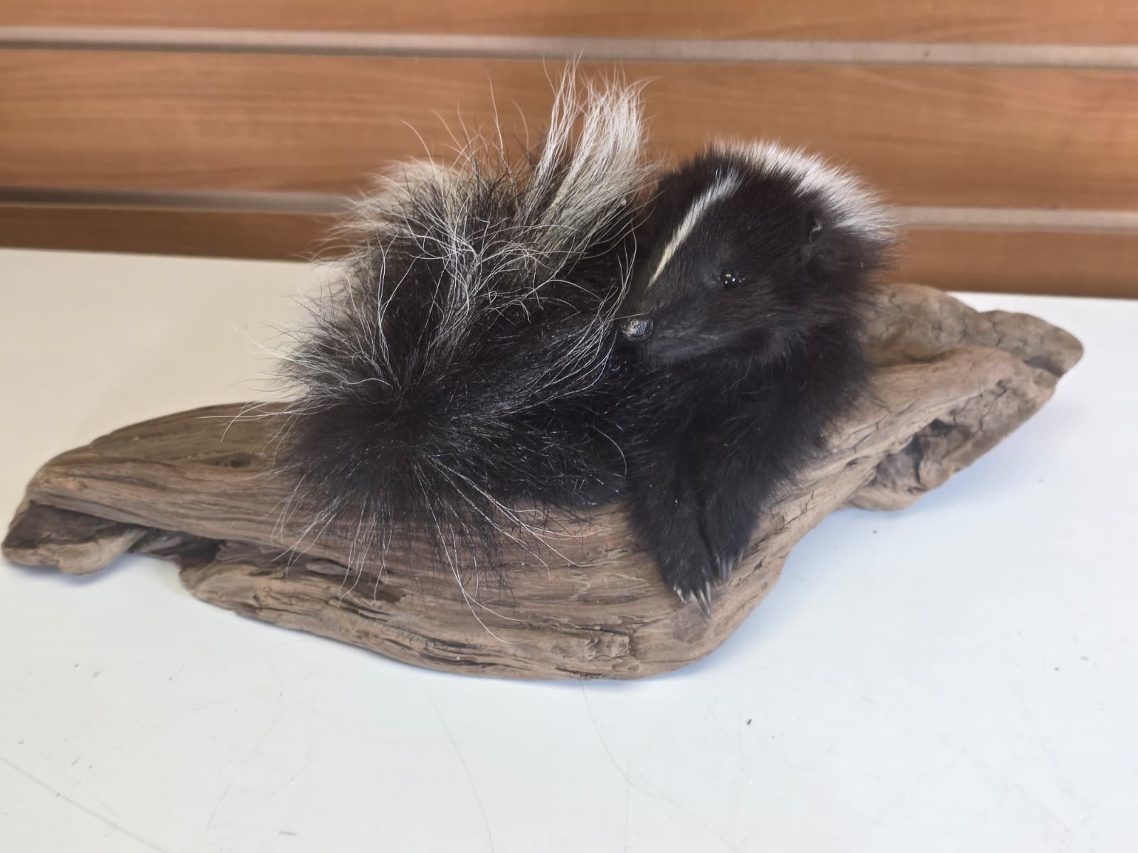 FHCK151  -  baby skunk taxidermy mount