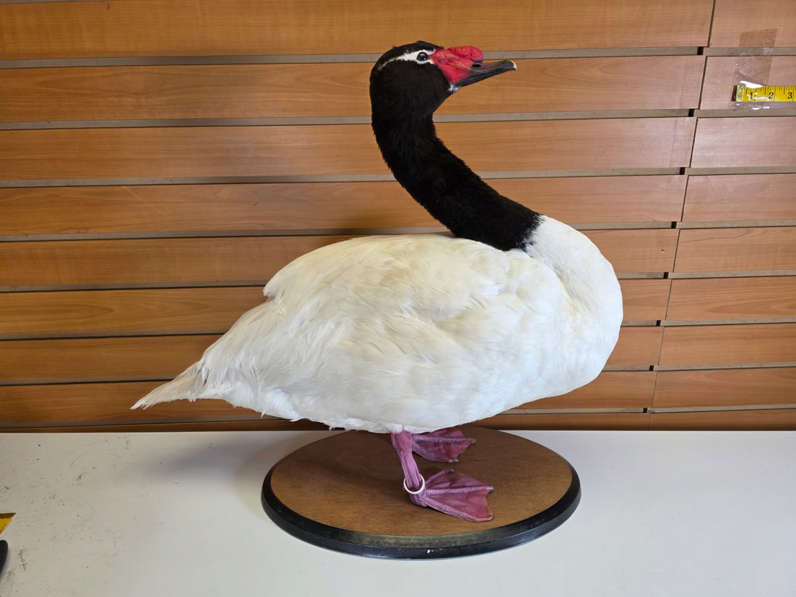 JTV302 - Taxidermy Black-Necked Swan – Arm Raised