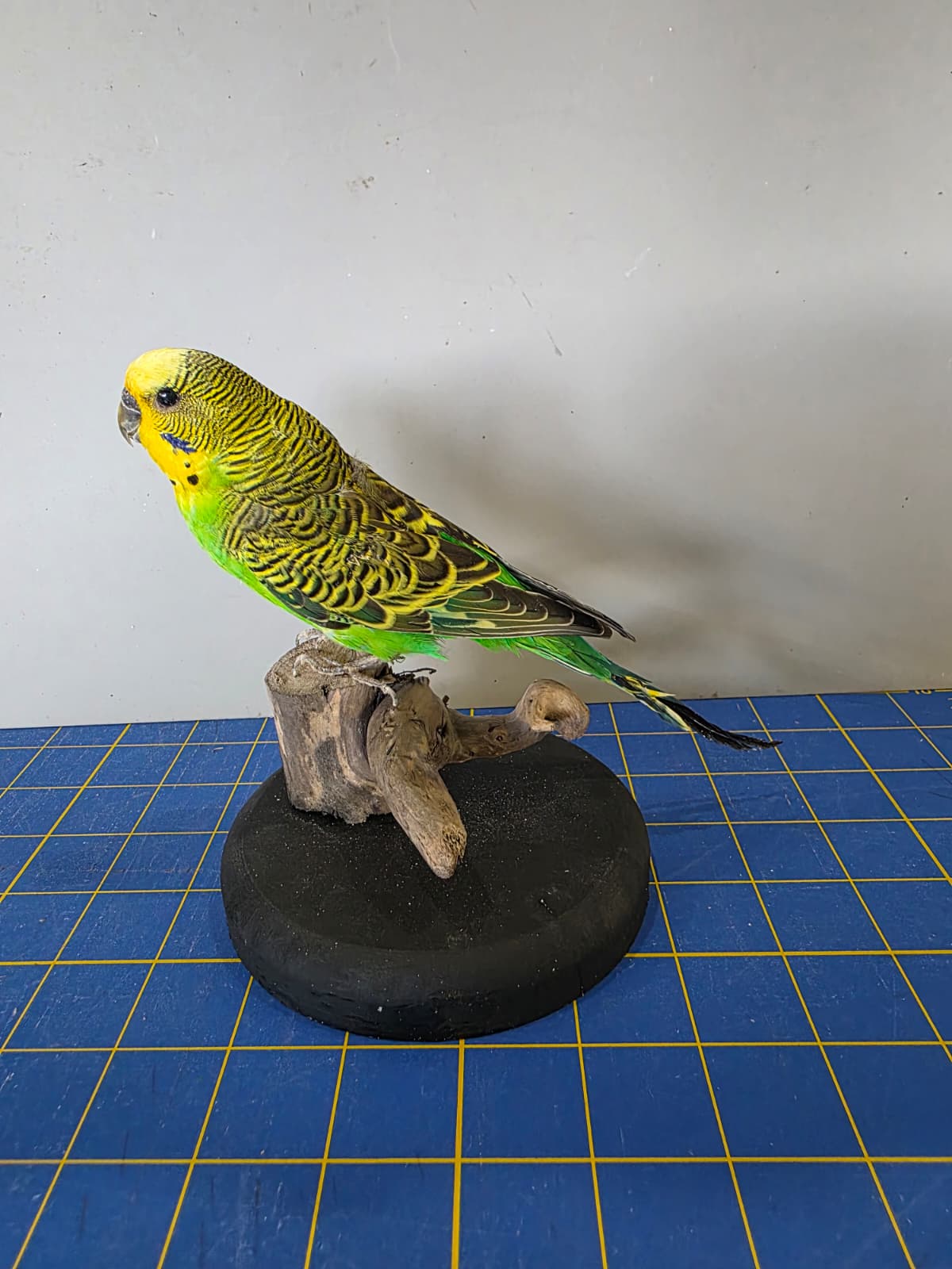 Fhyen10 - Yellow & Green Parakeet Taxidermy Mount – Vibrant Natural Display