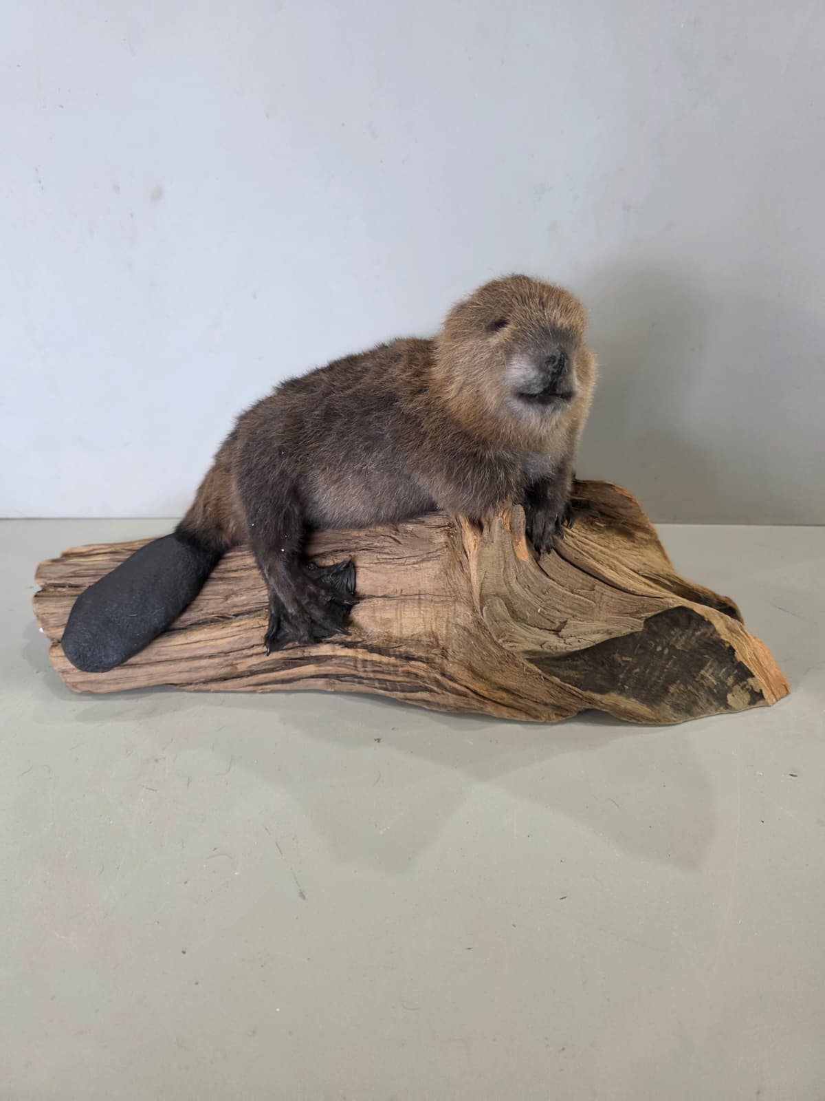 Fhck168 - Baby Beaver Taxidermy Mount – Lifelike Woodland Display