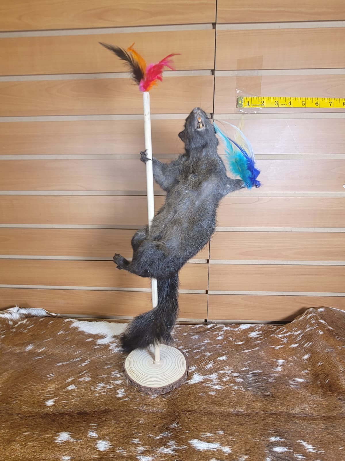 FHSQ305 - Stripping American red squirrel taxidermy mount