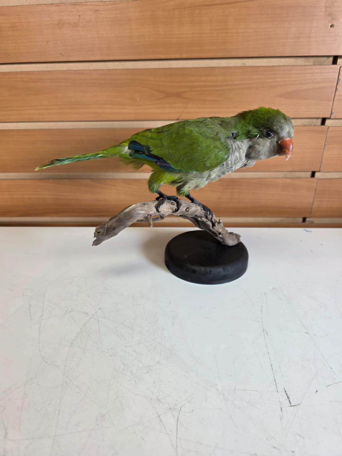 Fhyen12 - Quaker Parrot Taxidermy Mount – Lifelike Display Piece