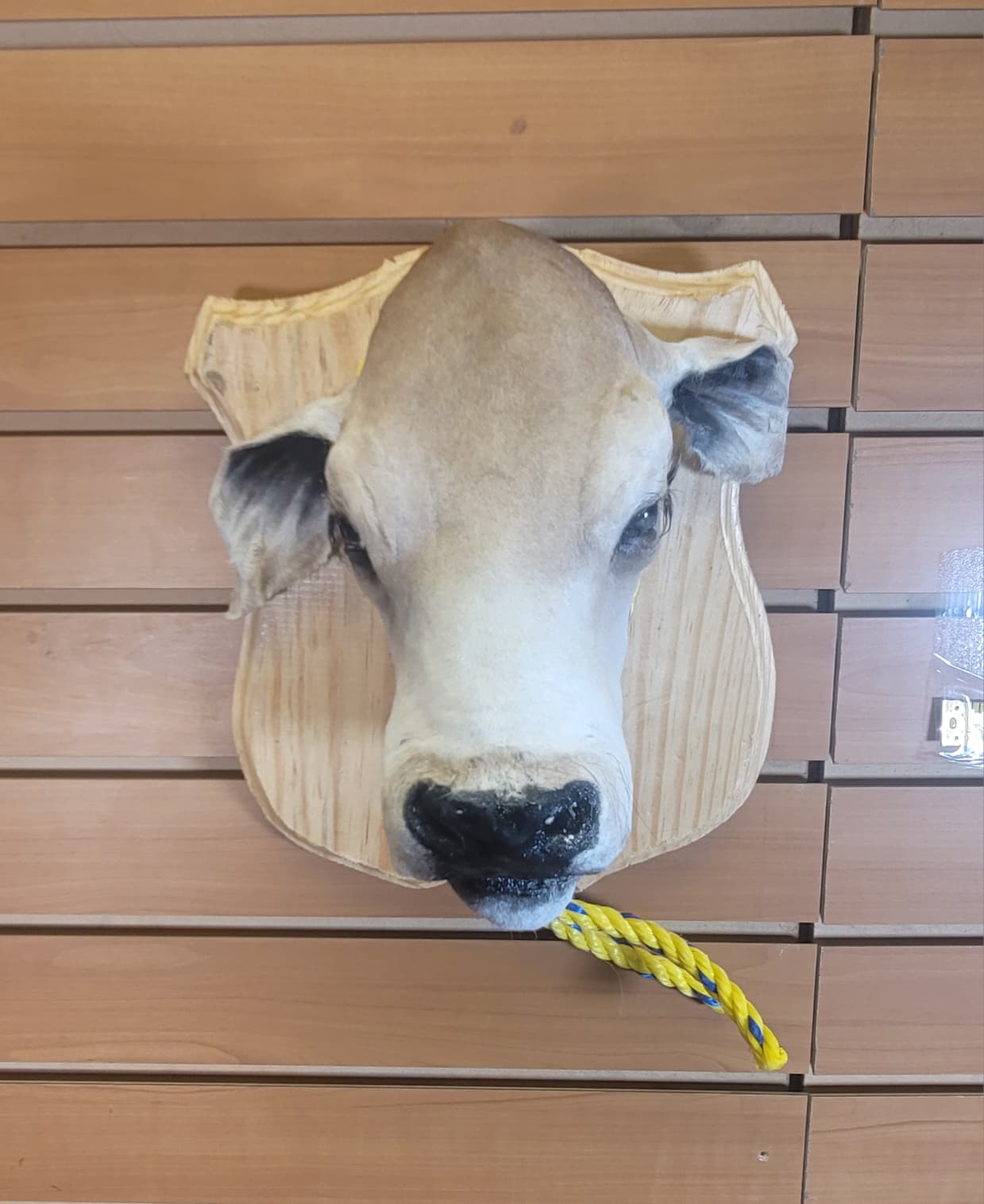 FHCOW309 - Mounted Calf Head – Taxidermy