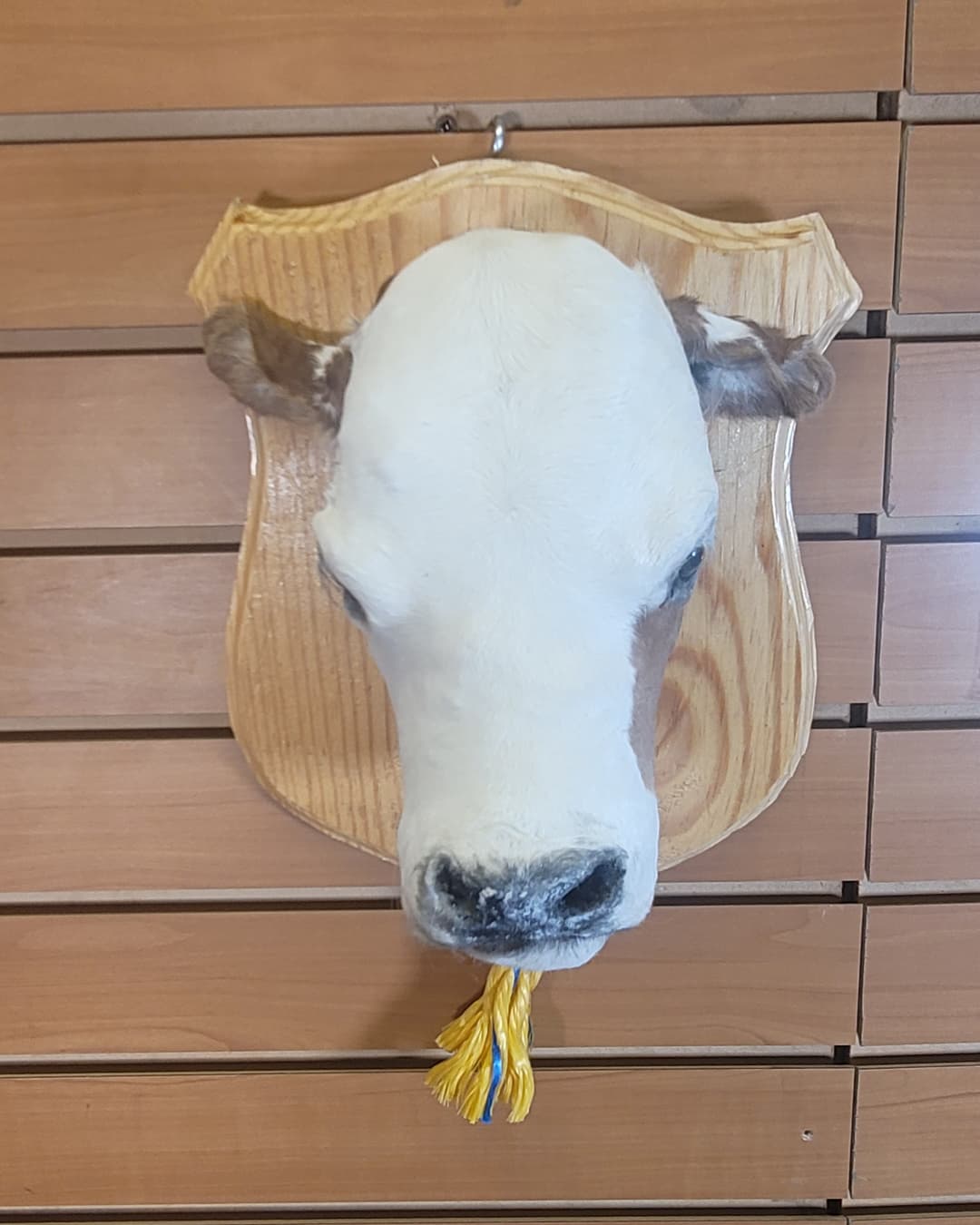 FHCOW10 - Mounted Calf Head – Taxidermy