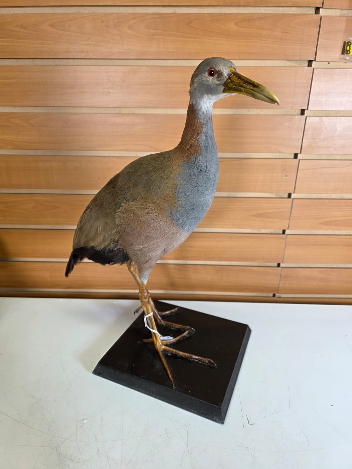 Jtv316 - Giant Wood Rail Taxidermy Mount – 16 Inches Tall