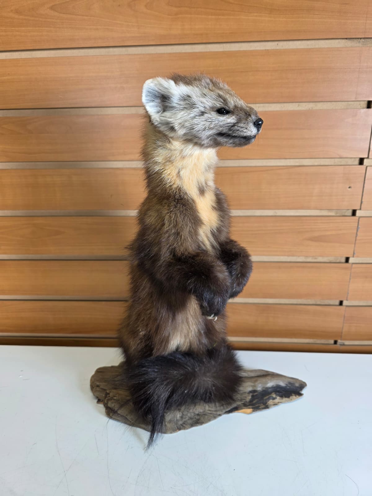 Fhck154 - Taxidermy Marten full body mount