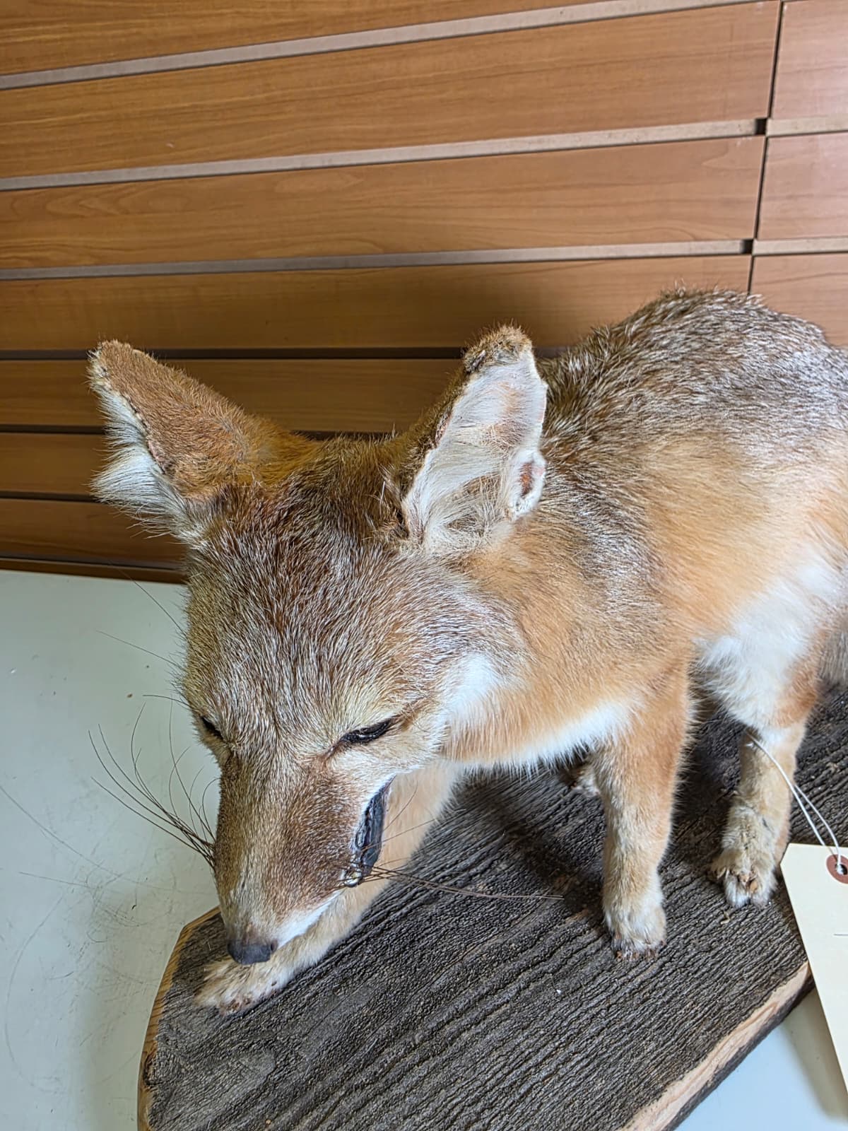 Fhab31 - Swift Fox Taxidermy Mount – Rare Prairie Wildlife Display