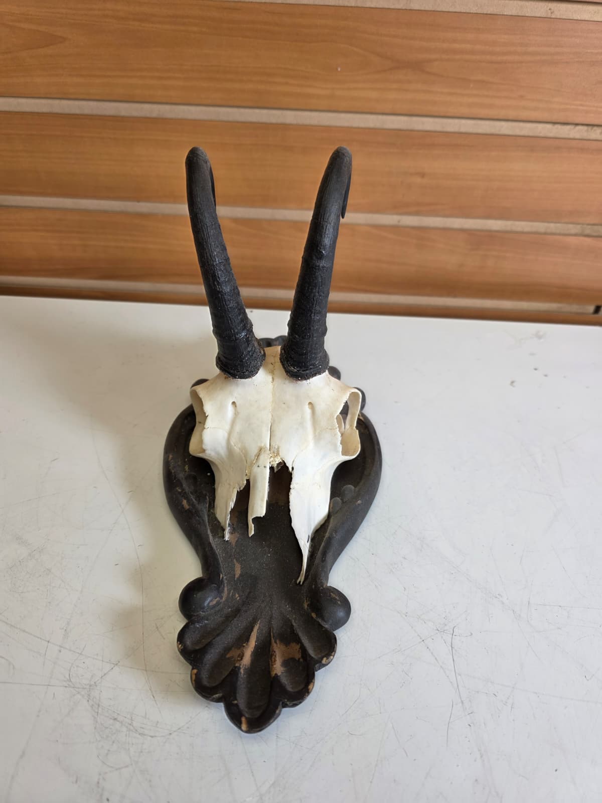 Jtv309 - Chamois Head Skull – Taxidermy Specimen (Incomplete)