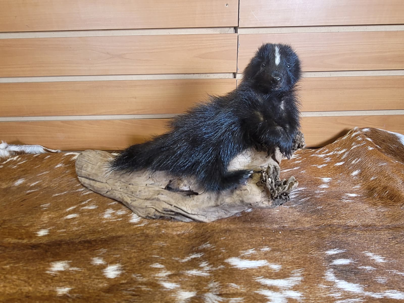 FHSKU313 - Full-Body baby Skunk Taxidermy Mount