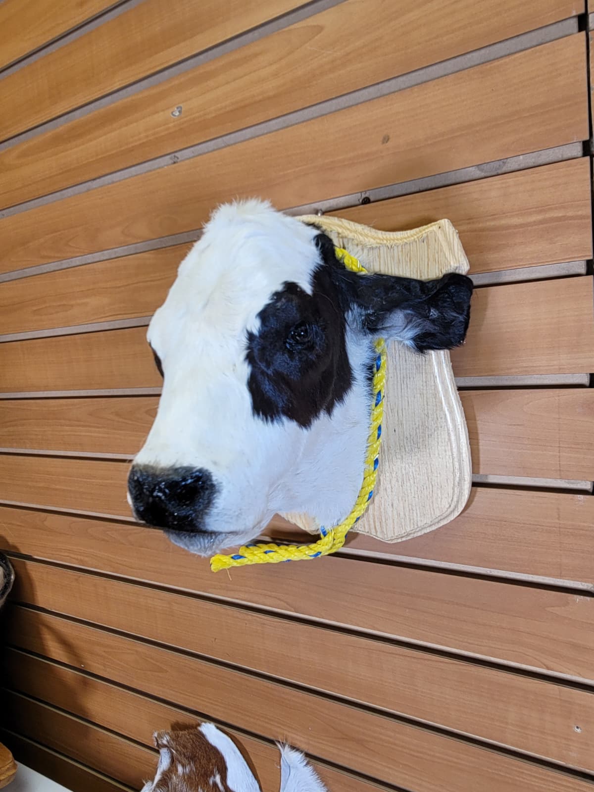 FHCOW301 - Mounted Calf Head – Taxidermy