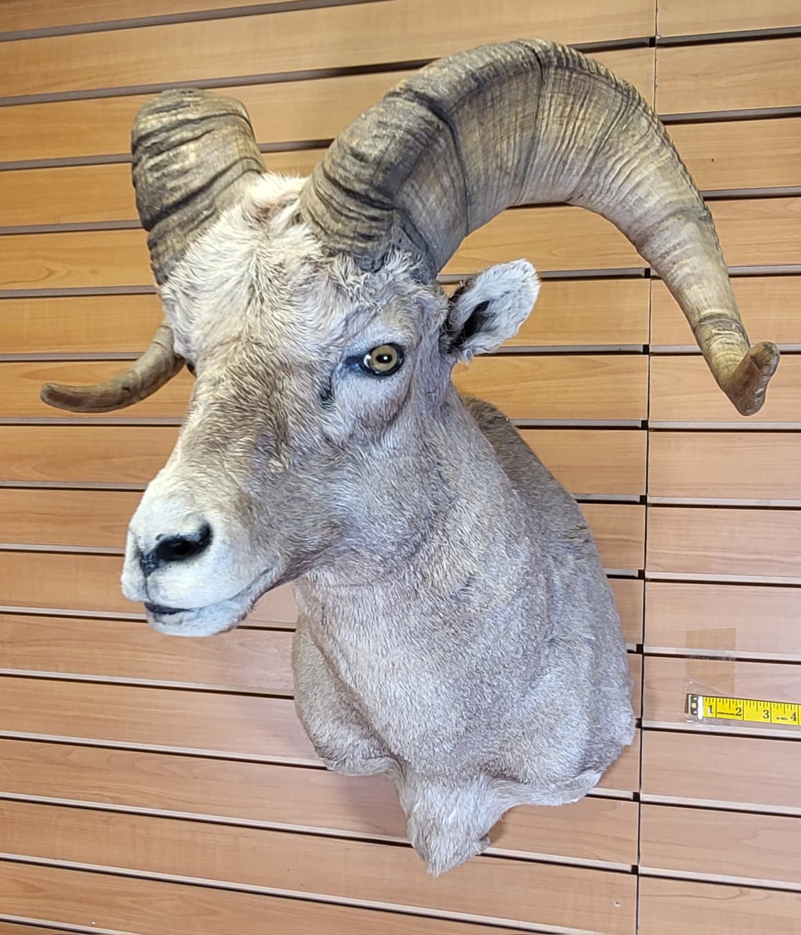 FHRAM301 - Bighorn Sheep Head – Taxidermy Mount