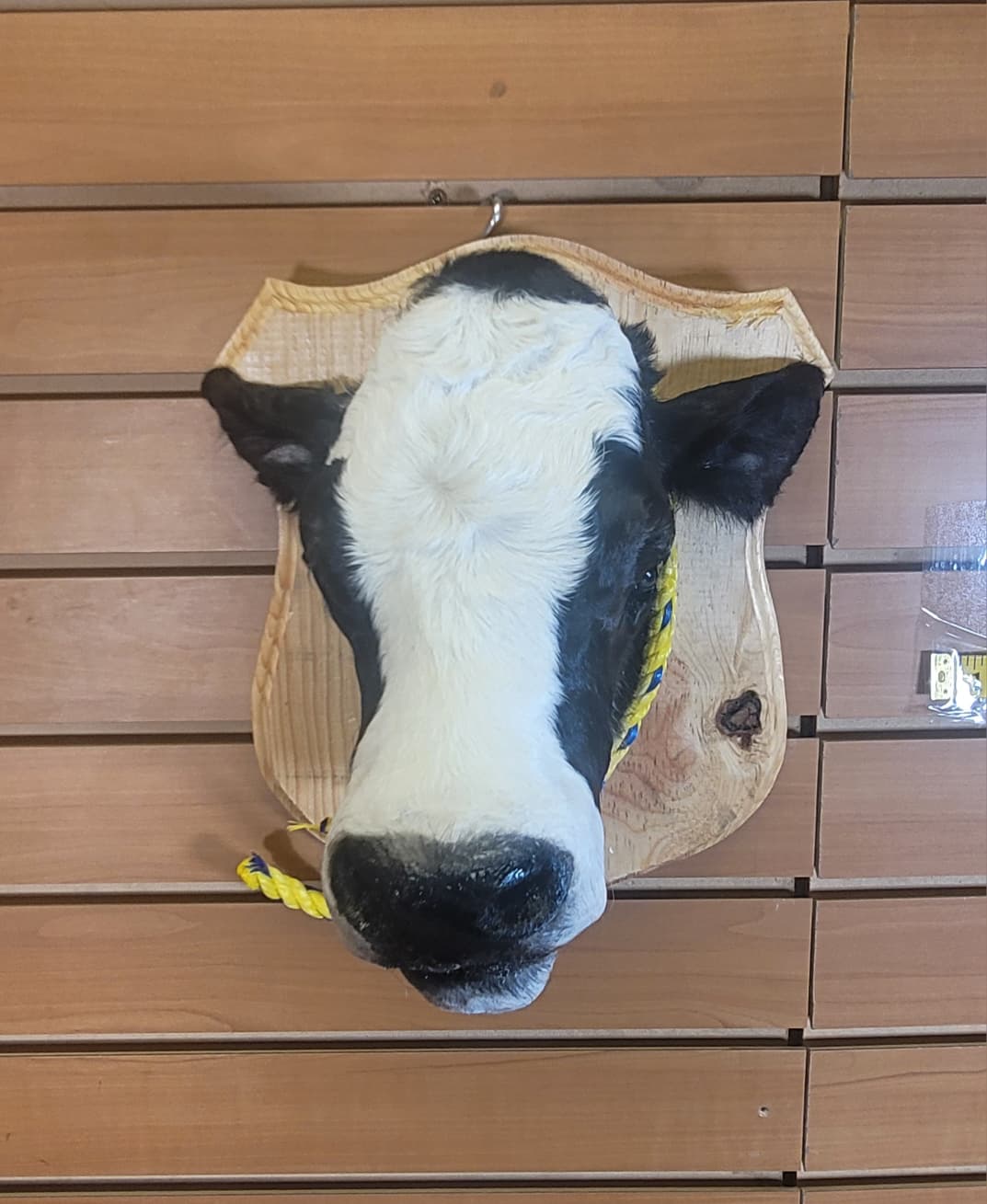 FHCOW308 - Mounted Calf Head – Taxidermy