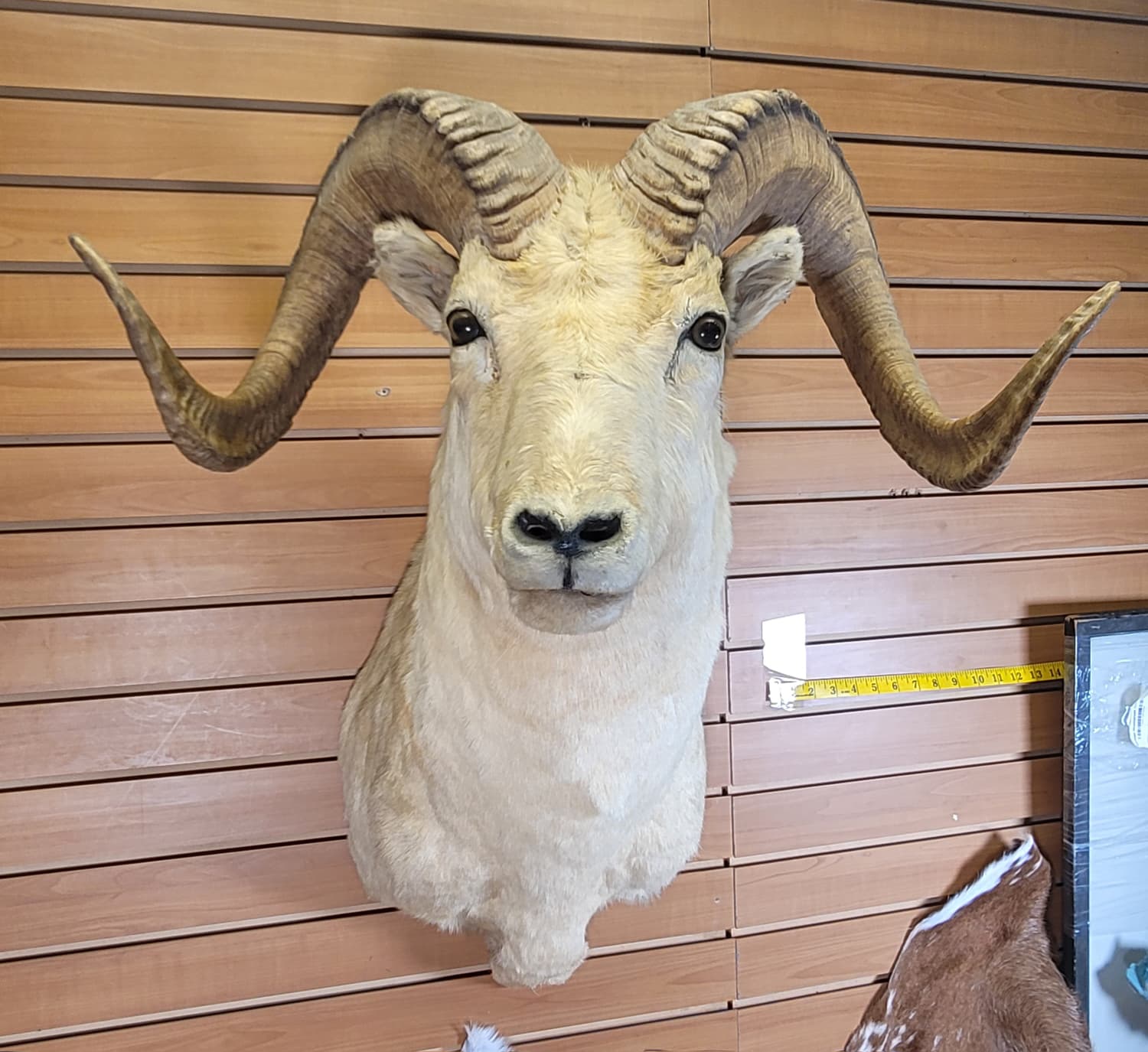 FHRAM302 - Dall Sheep Head – Taxidermy Mount