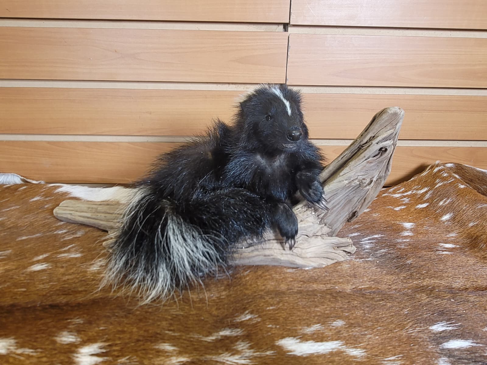 FHSKU310 - Full-Body baby Skunk Taxidermy Mount